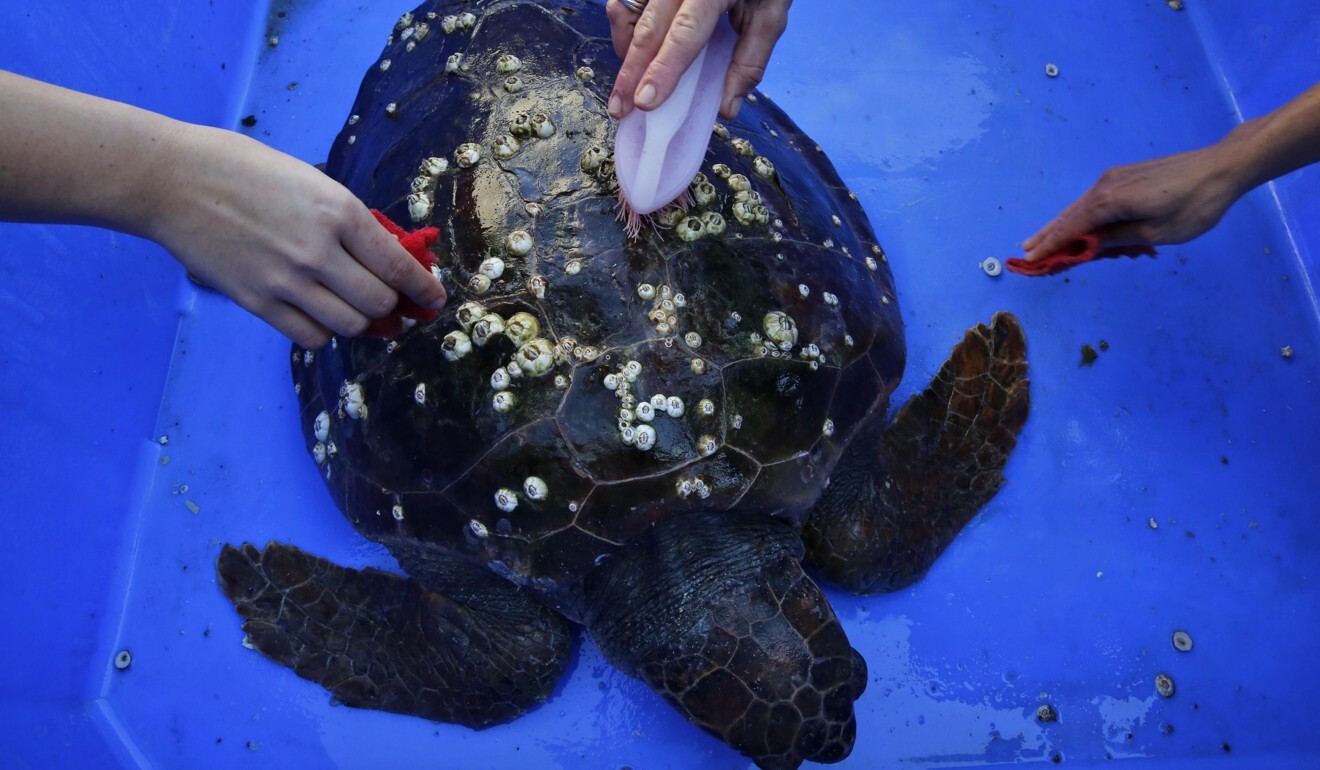 Israeli workers clean an injured animal at the Israeli Sea Turtle Rescue Centre on Sunday. Photo: Xinhua
