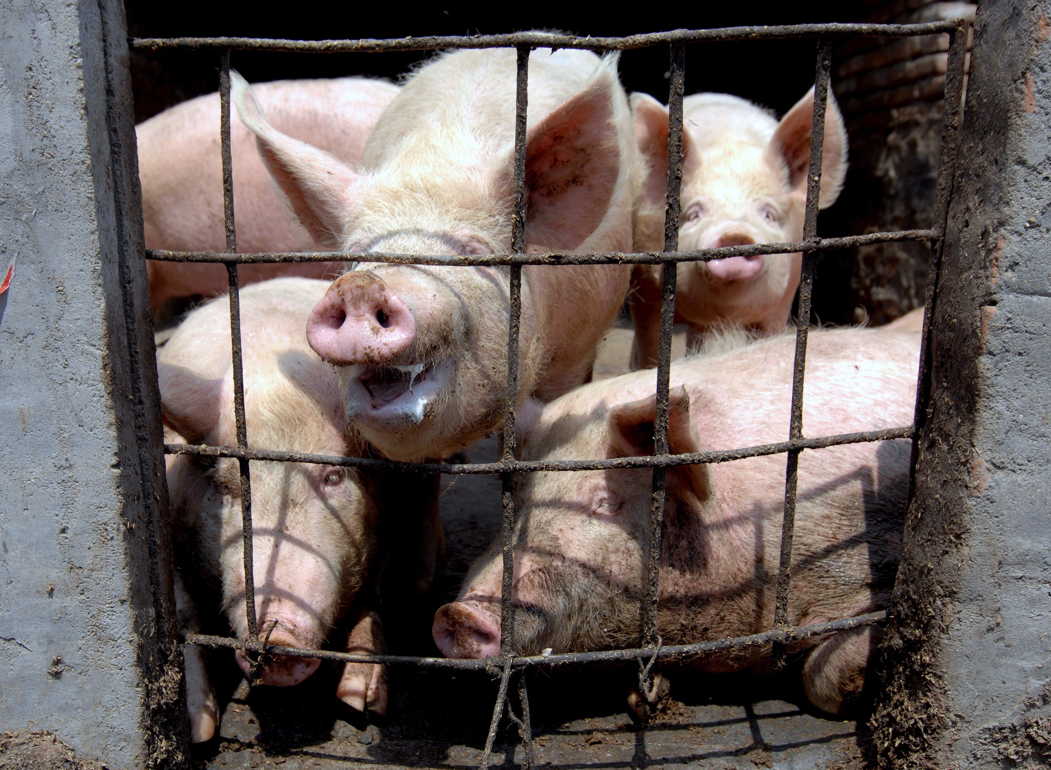 Chinese researchers say they have found two mutations of African swine fever that are less virulent but highly transmissible. Photo: EPA-EFE