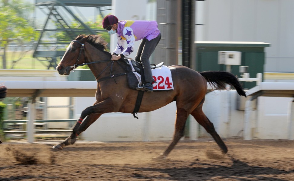 Tsar gallops at Sha Tin. Tsar gallops at Sha Tin.