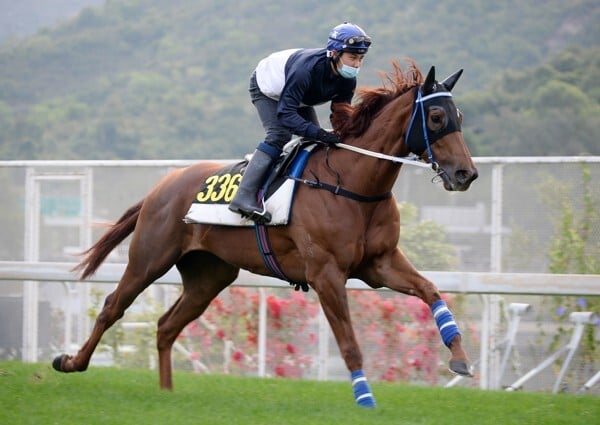 Aethero works at Sha Tin on March 1.