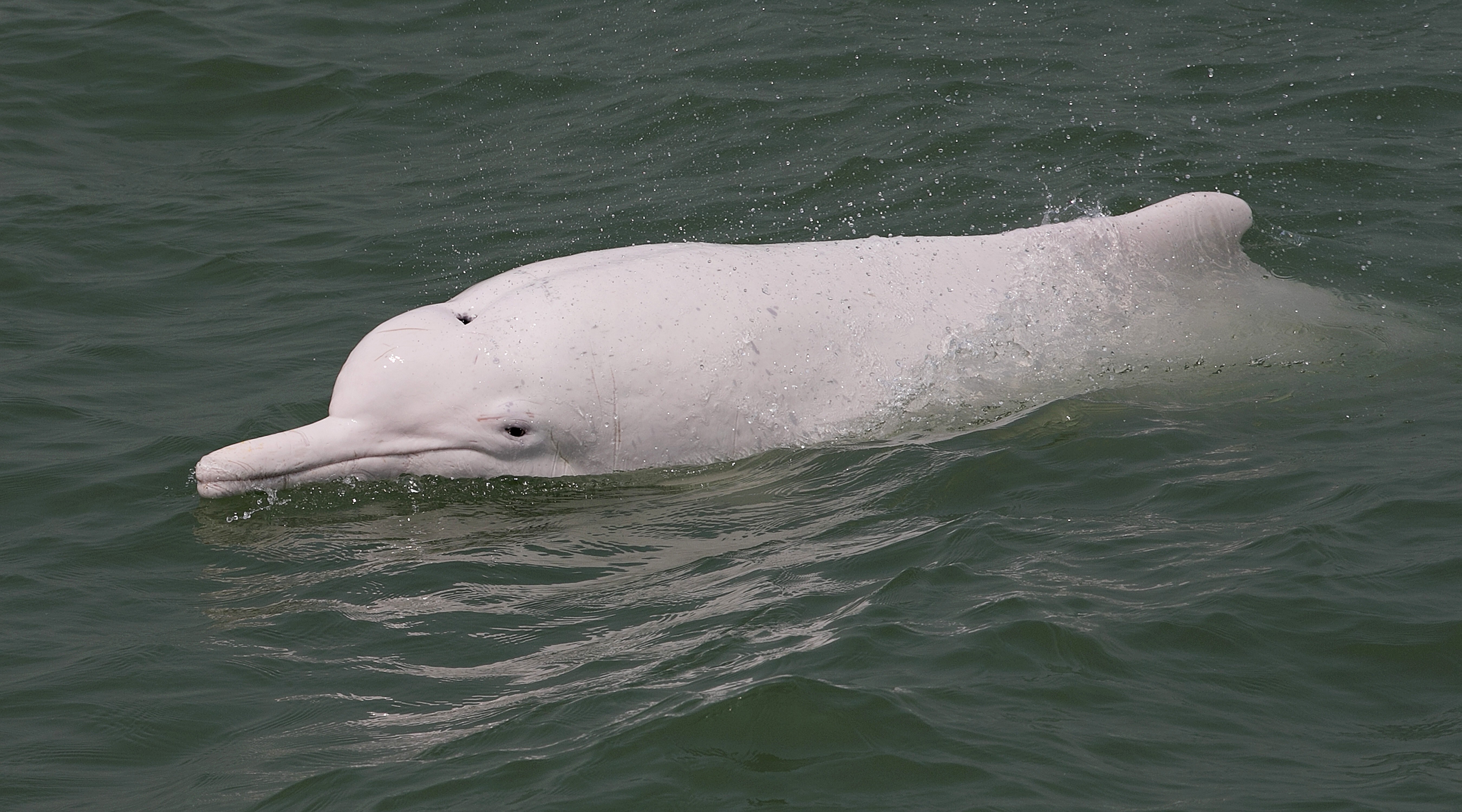 File picture of a Chinese white dolphin. Photo: Grant Abel