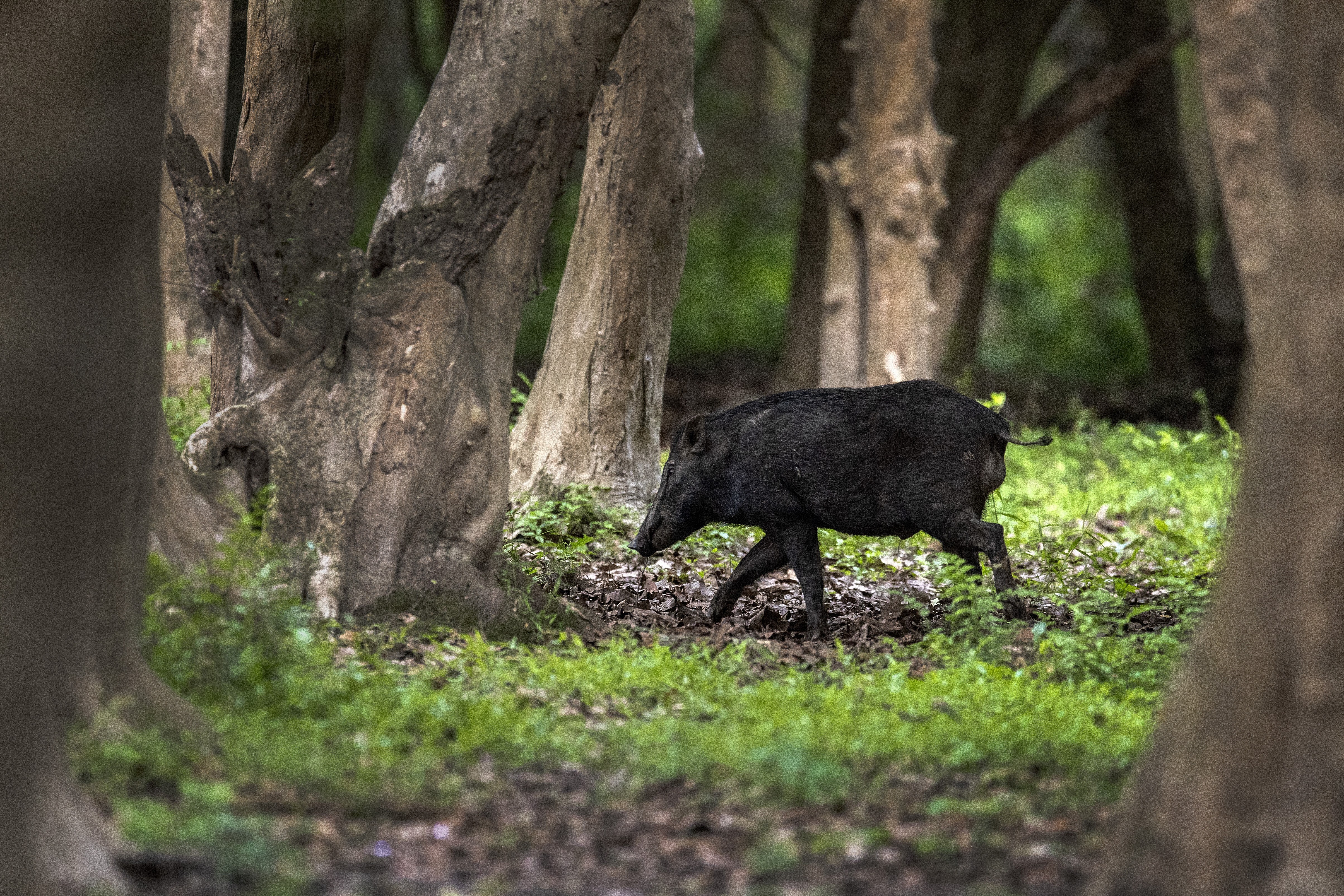 A man in West Java's Bedahan village said the wild boar was a black magic user who had transformed his or her appearance to steal from others. Photo: AP