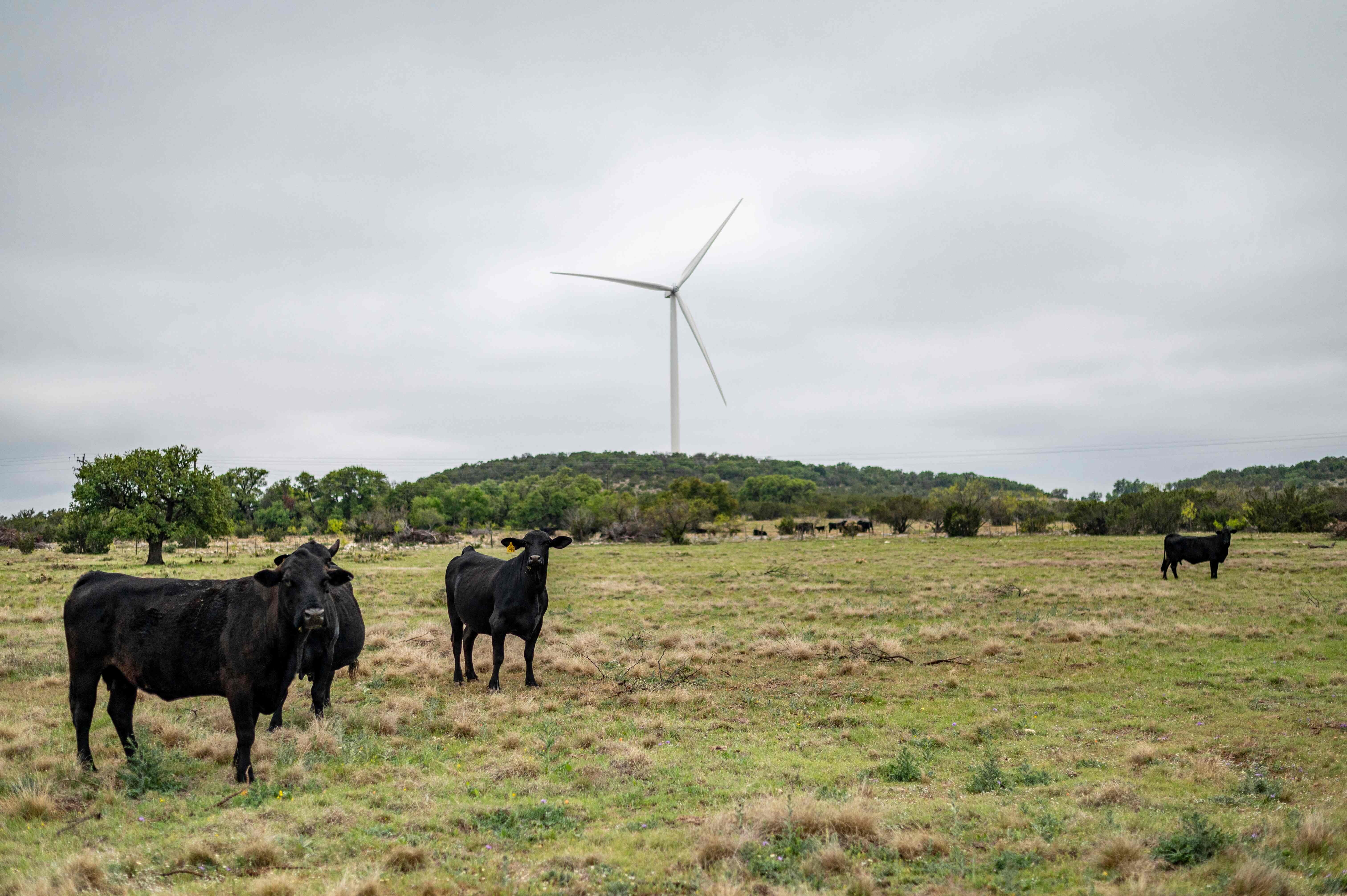 Cows roam near one of six newly installed wind turbines on a ranch in Eldorado, Texas, on April 16. Cattle rancher Bob Helmers, who for decades hosted oil wells on his ranch, recently plugged the pumps and allowed a utility company to build the wind turbines, making the shift to wind power. Photo: AFP