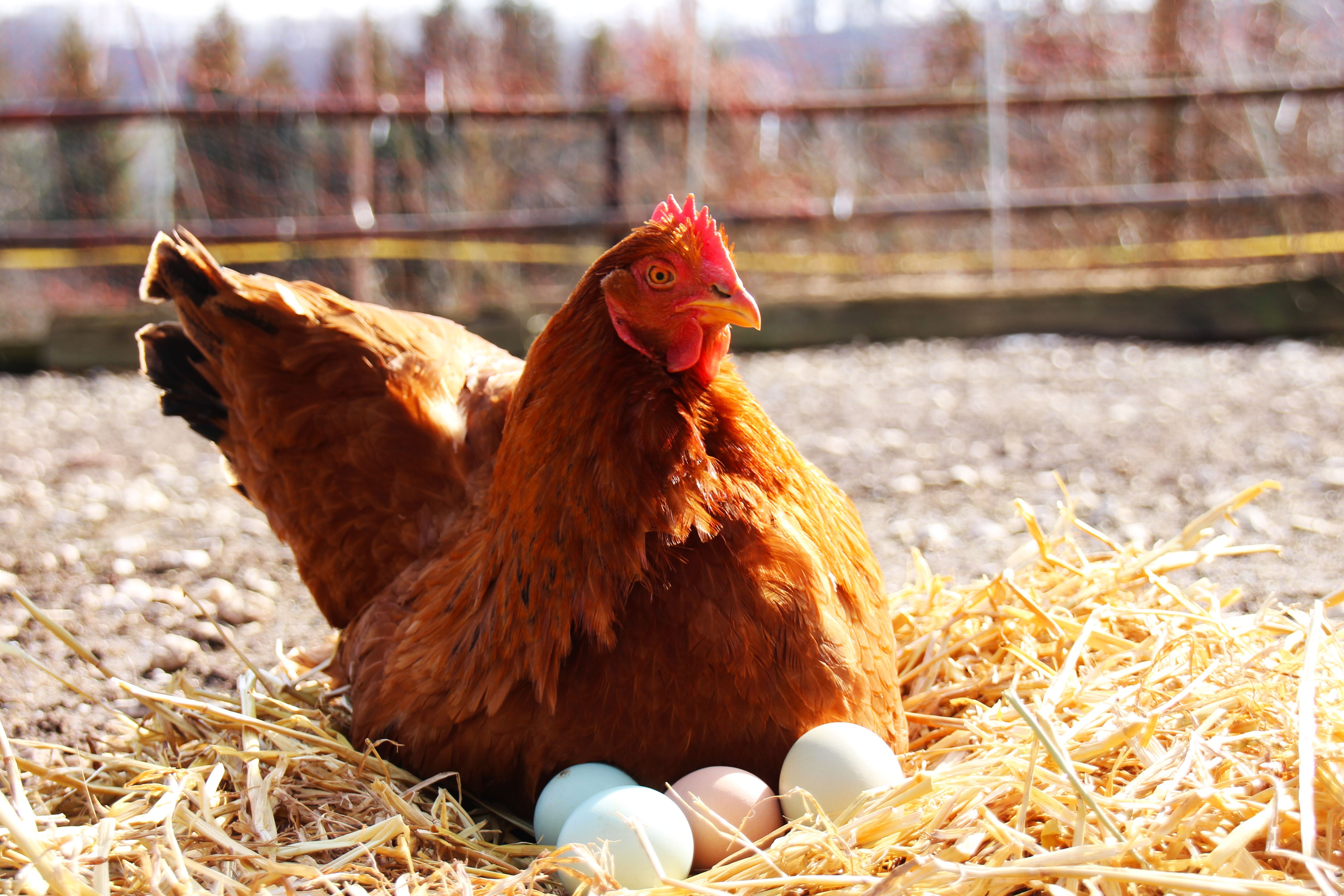 Включи кур. Куриные яйца от вольных куриц. Hen sitting on Eggs.