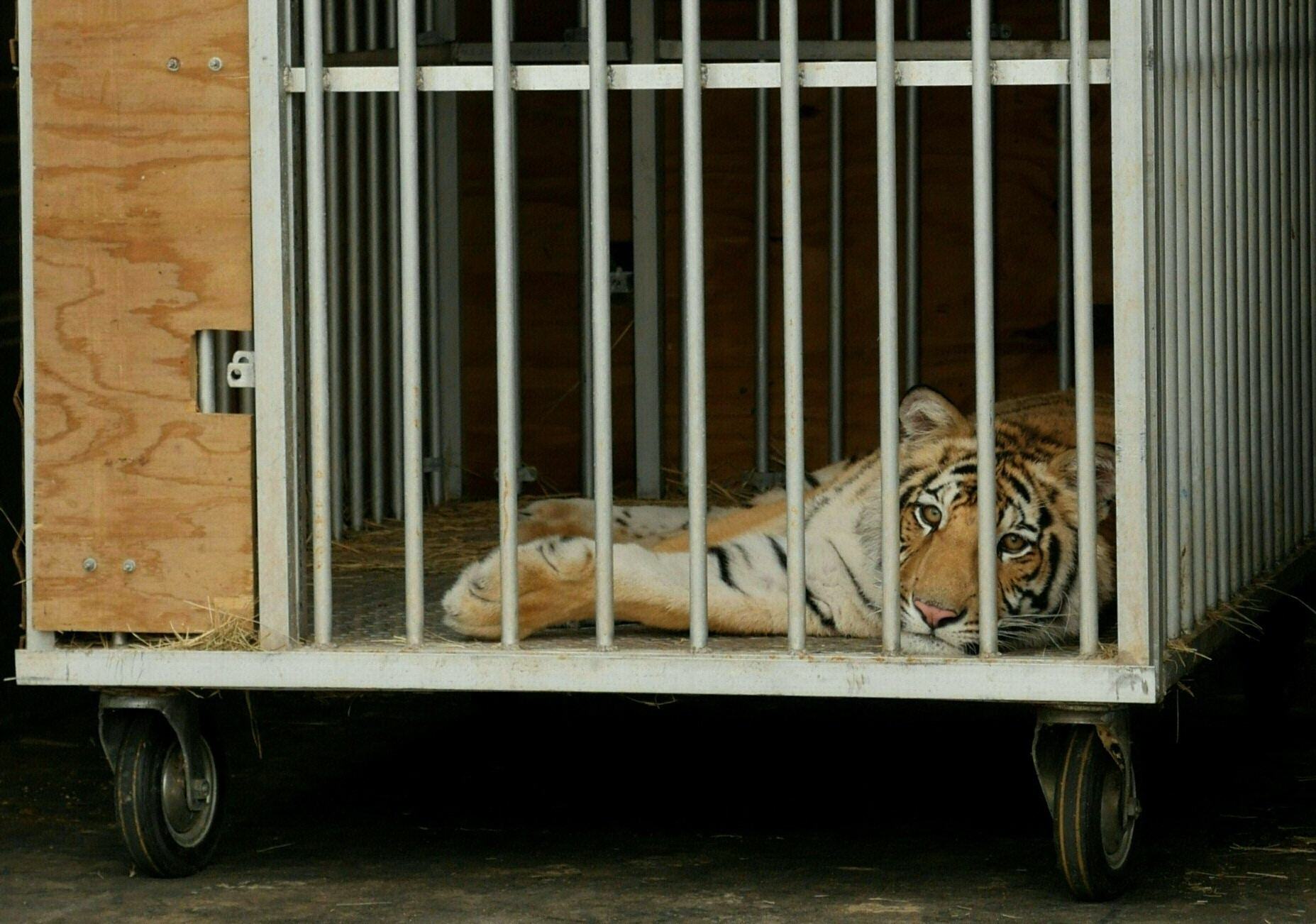 Missing Bengal tiger found unharmed after roaming Texas suburbs for a week | South China Morning Post Missing Bengal tiger found unharmed after roaming Texas suburbs for a week | South China Morning Post
