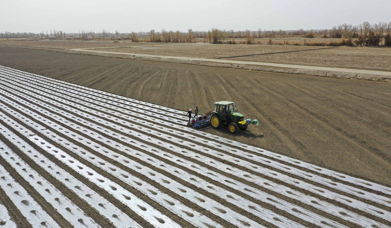 Xinjiang farmers cover a cotton field a with plastic film as part of the cotton-sowing procedure in Yuli county in March. Photo: Xinhua