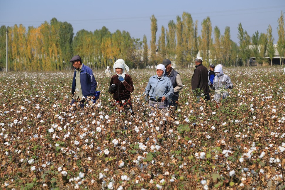 Uzbekistan has been working to eradicate forced labour from its cotton industry. Photo: AFP