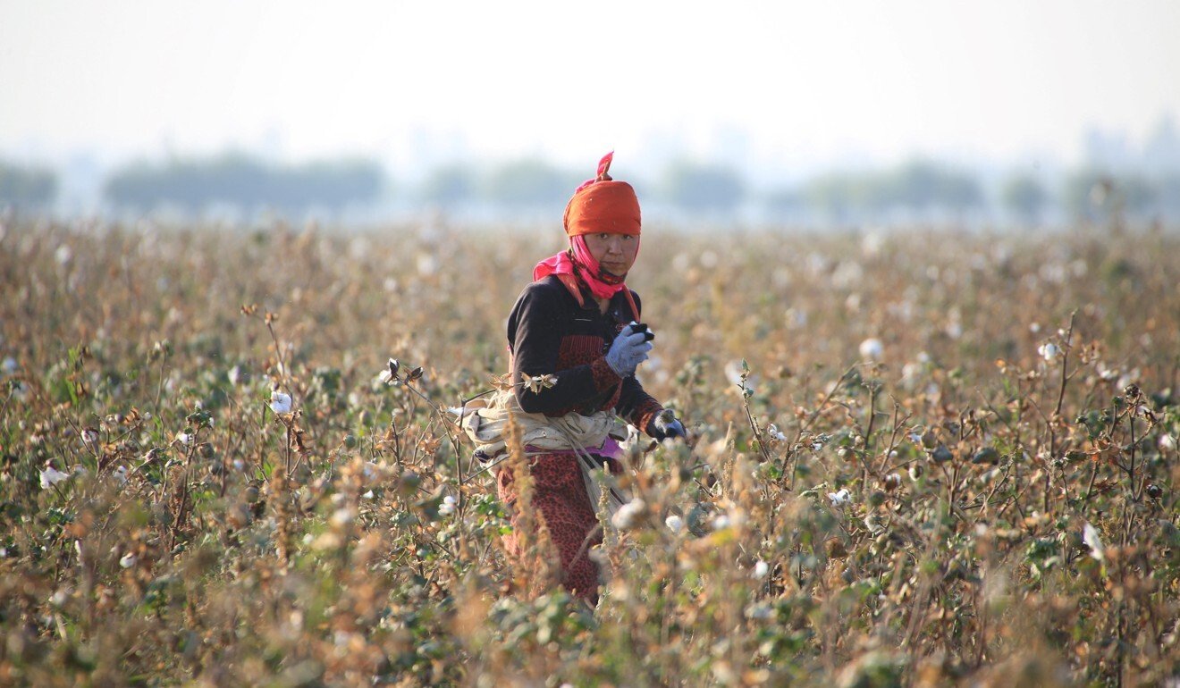 A cotton grower works in a field in Uzbekistan. Photo: AFP