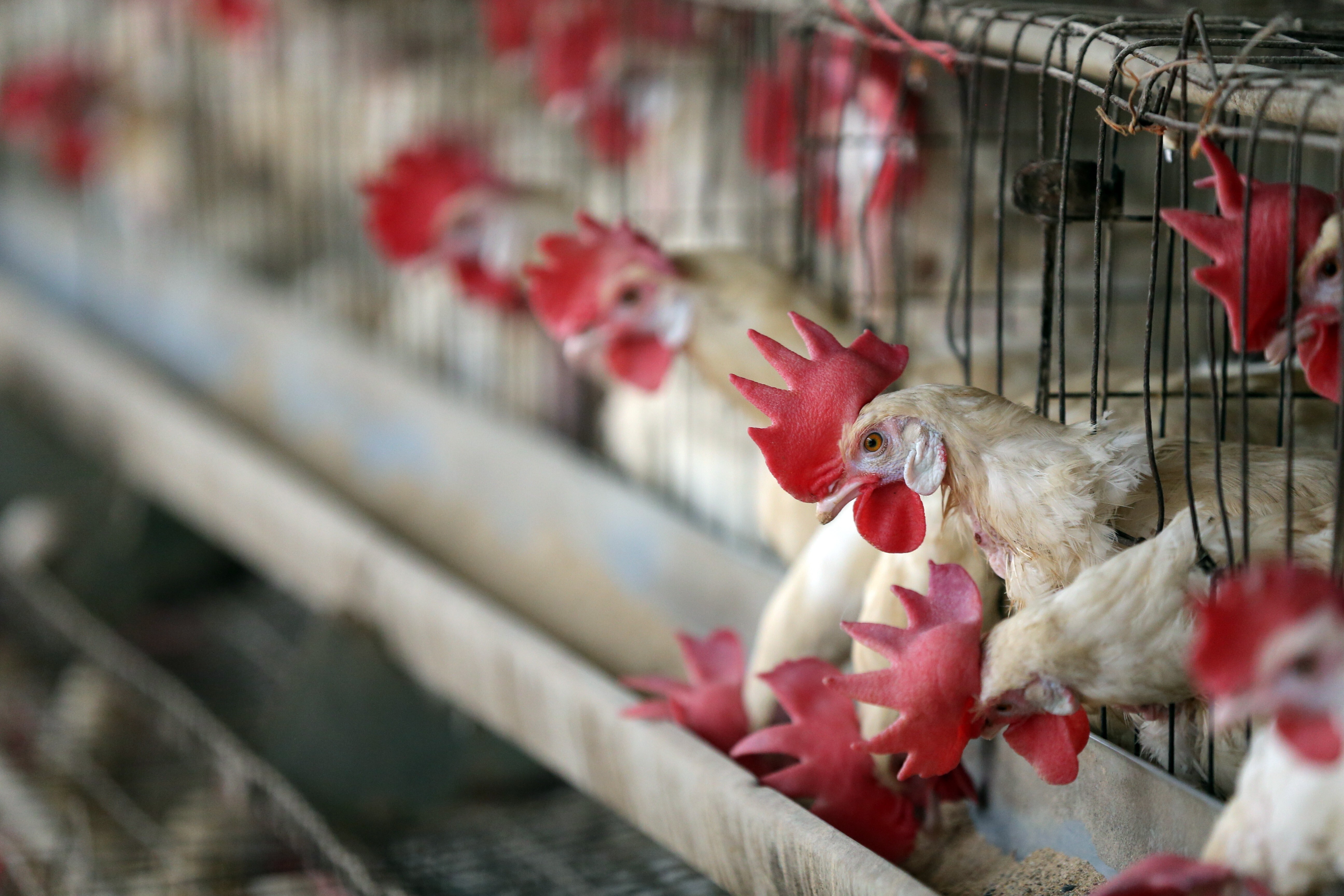 Two strains of bird flu have been detected in dozens of countries. Photo: EPA-EFE