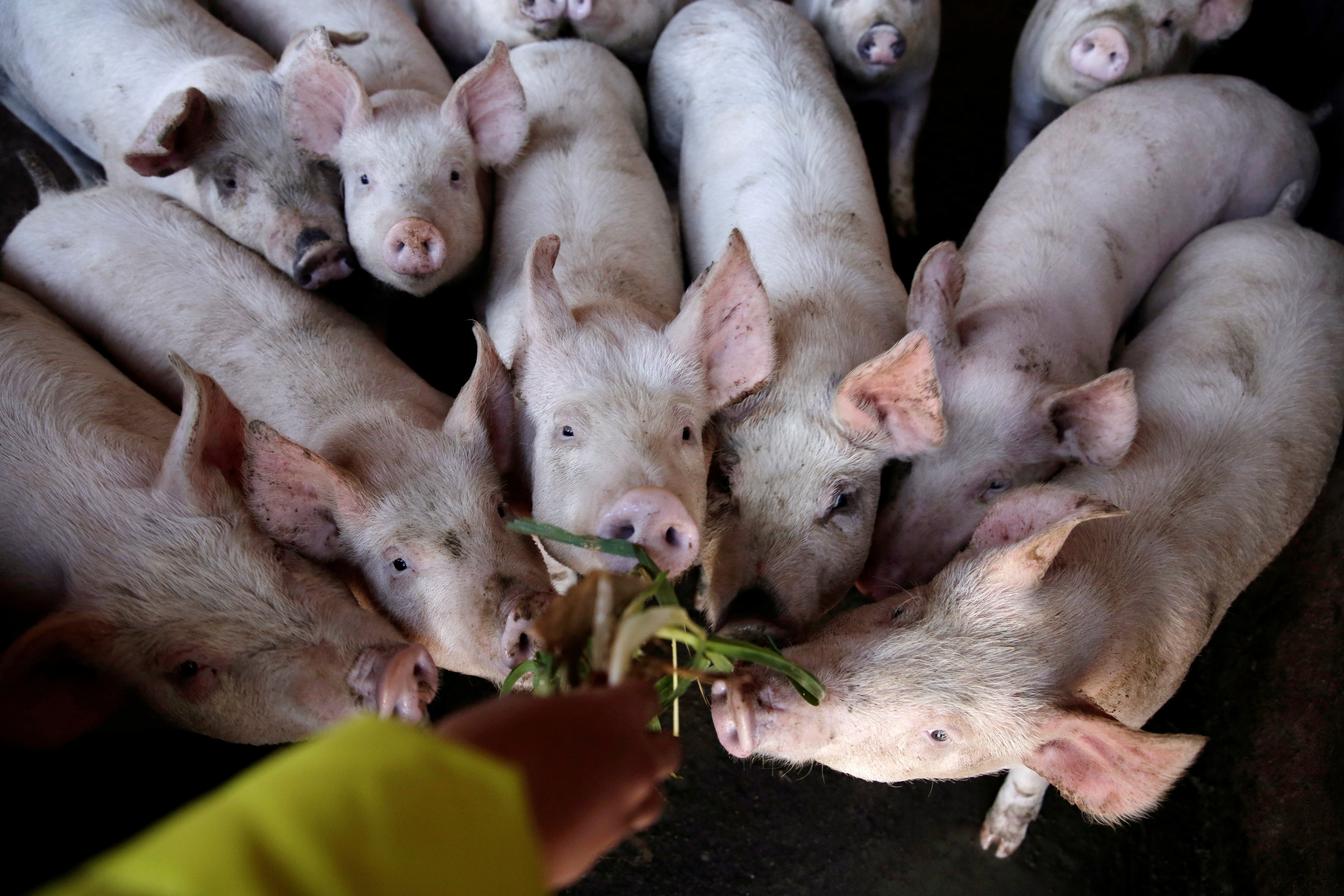 The impact of the obese hogs on pork prices is being complicated by new rules that prohibit the transport of live pigs across the boundaries of five areas in China because of African swine fever. Photo: Reuters