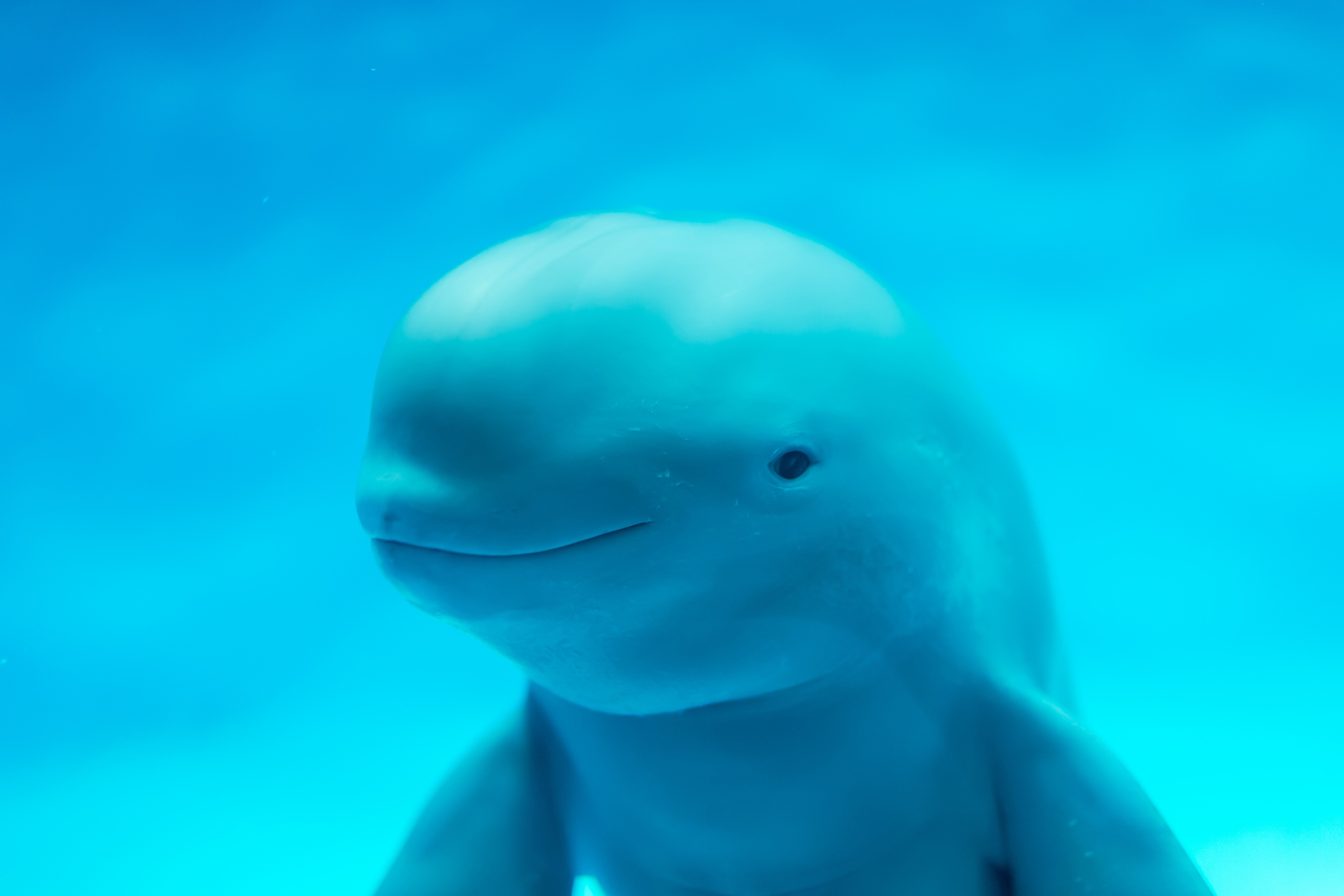 A finless porpoise, one of the species that will be highlighted by Ocean Park’s Conservation Day. Photo: Shutterstock