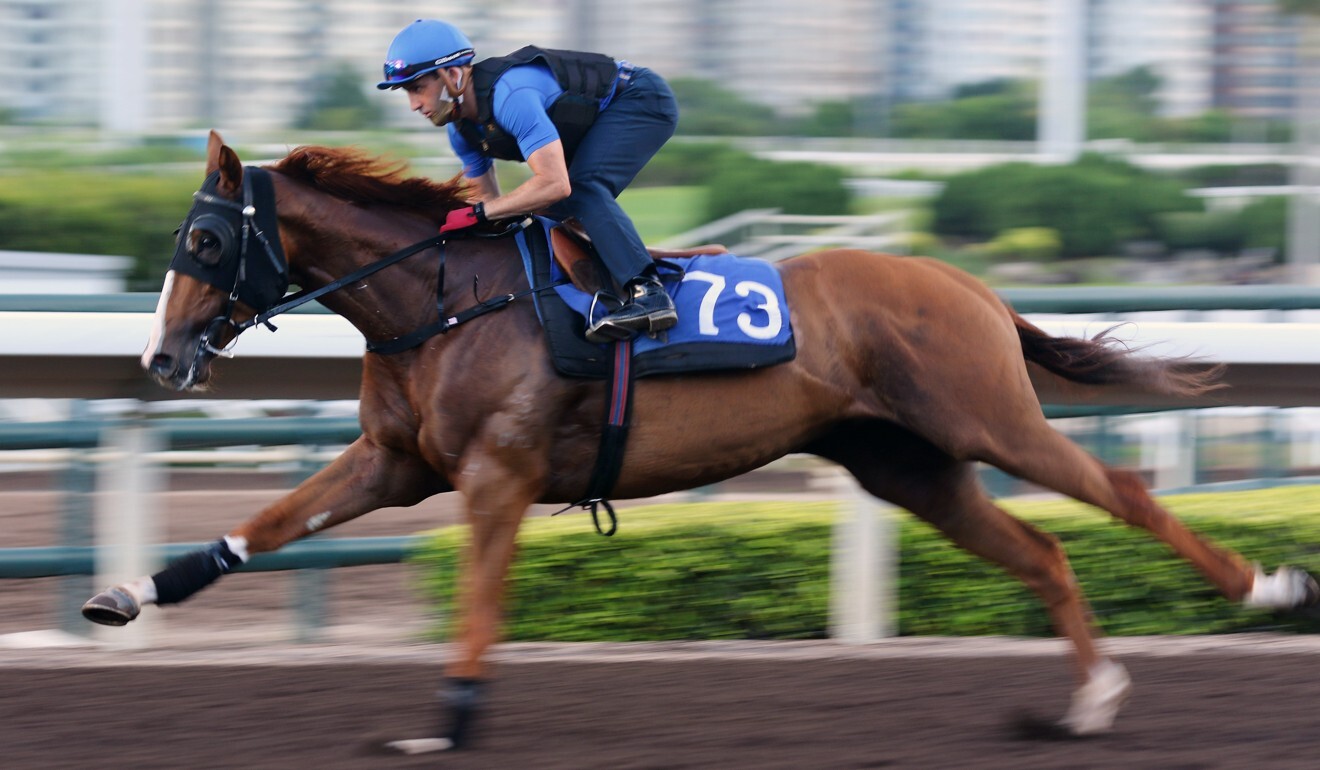 Neil Callan gallops Apolar Warrior at trackwork on Thursday.