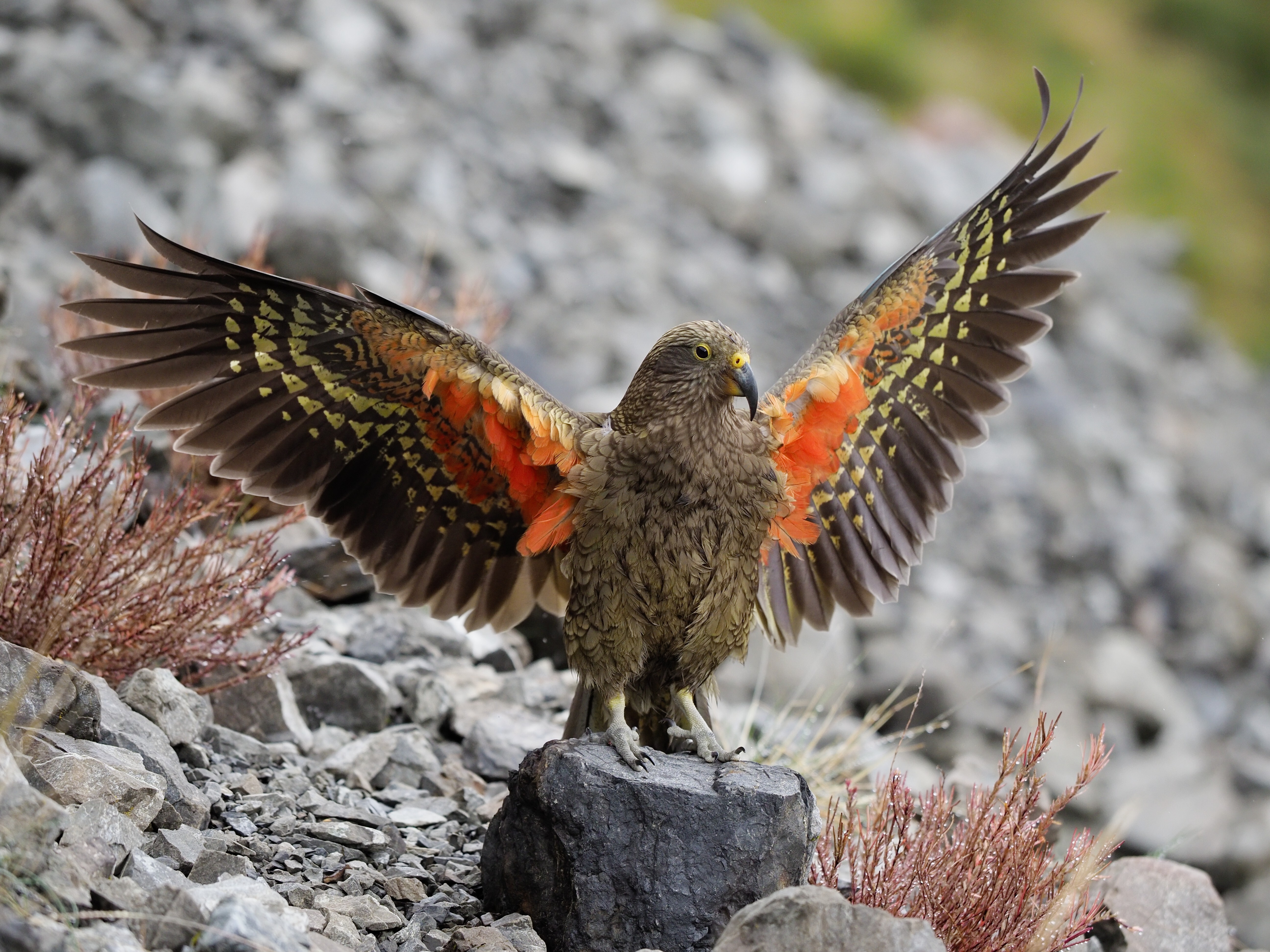 In honour of World Parrot Day, let's take a look at the kea.