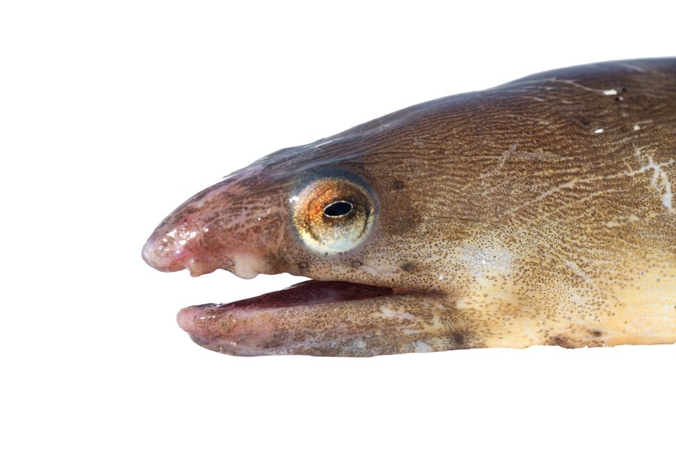 American eels are endangered, yet comprised 29 out of 80 samples of eel collected from random Hong Kong sushi restaurants. Photo: Shutterstock