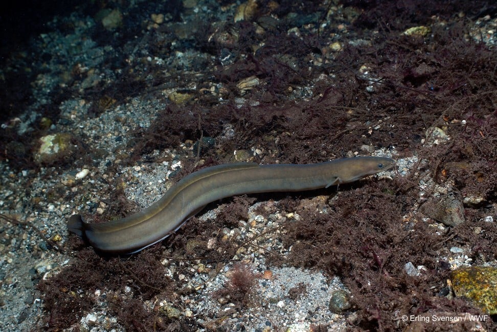 The critically endangered European eel was sold in 45 per cent of the 80 Hong Kong sushi restaurants randomly selected for the study. Photo: Erling Svensen/WWF
