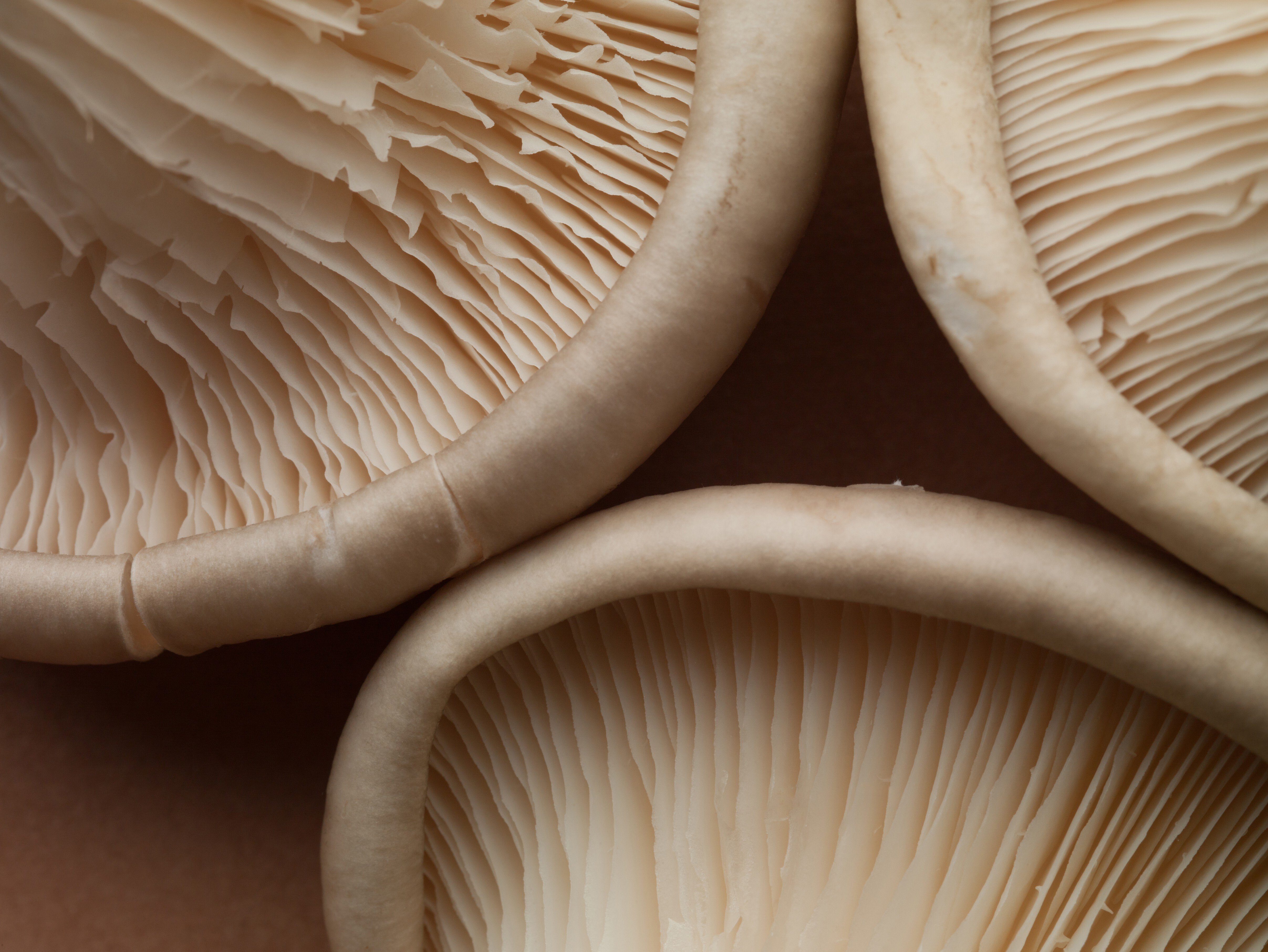 You can lower your cancer risk by nearly half by eating two medium-sized mushrooms a day, according to research that looked at studies over the past half-century. Photo: Getty Images