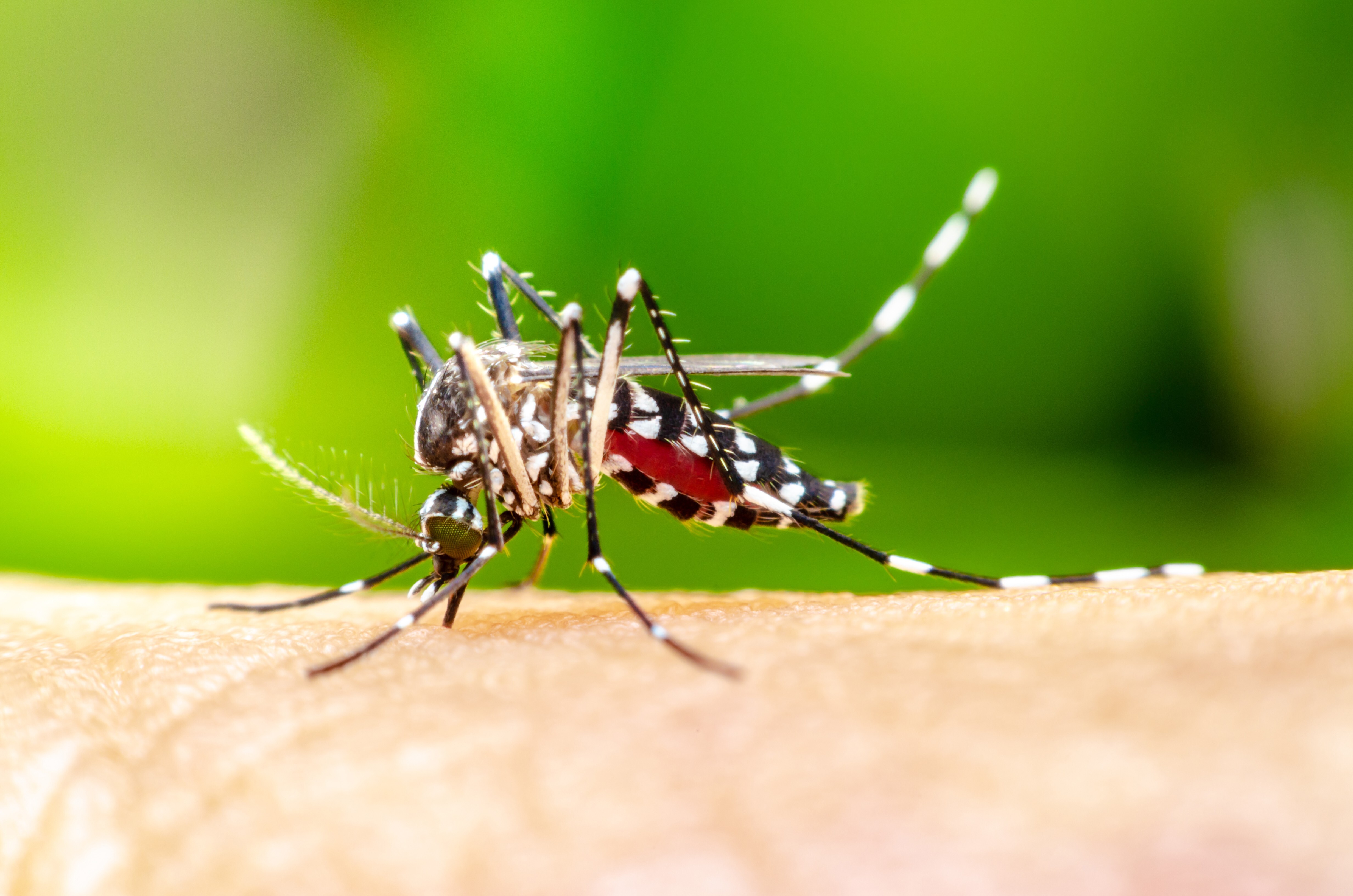 China has become the 40th country to be certified malaria-free by the World Health Organization. Photo: Shutterstock