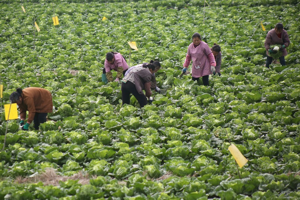 China is keen to harness cutting-edge biotechnology to meet its food security goals. Photos: Reuters
