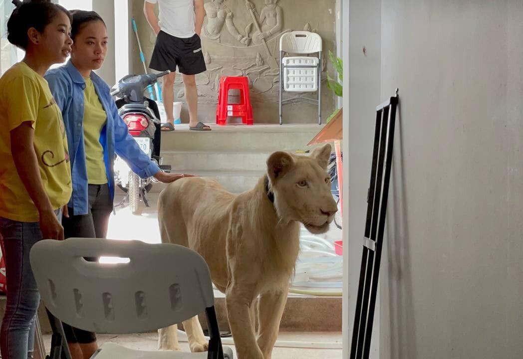 The pet lion pictured in the private Phnom Penh residence from which it was seized. Photo: Cambodian Environment Ministry Handout via EPA
