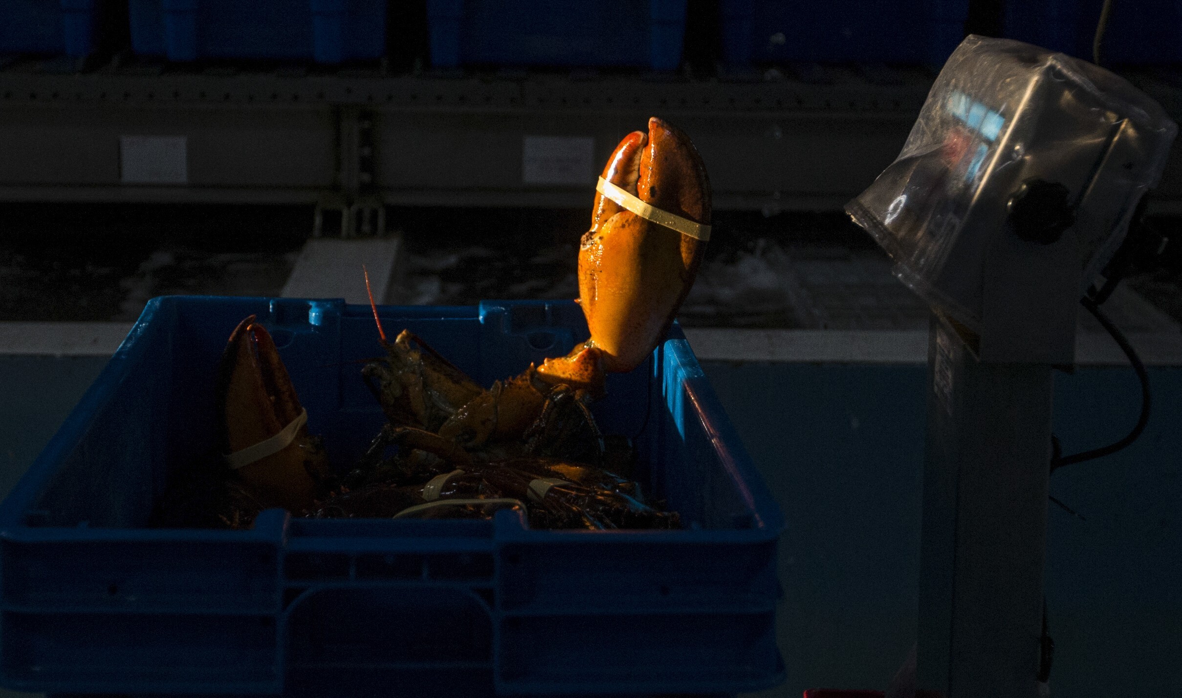 WWF-Hong Kong says that although the Boston lobster is not threatened with extinction, its harvesting ground overlaps with the habitat of the North Atlantic right whale. Photo: Getty Images