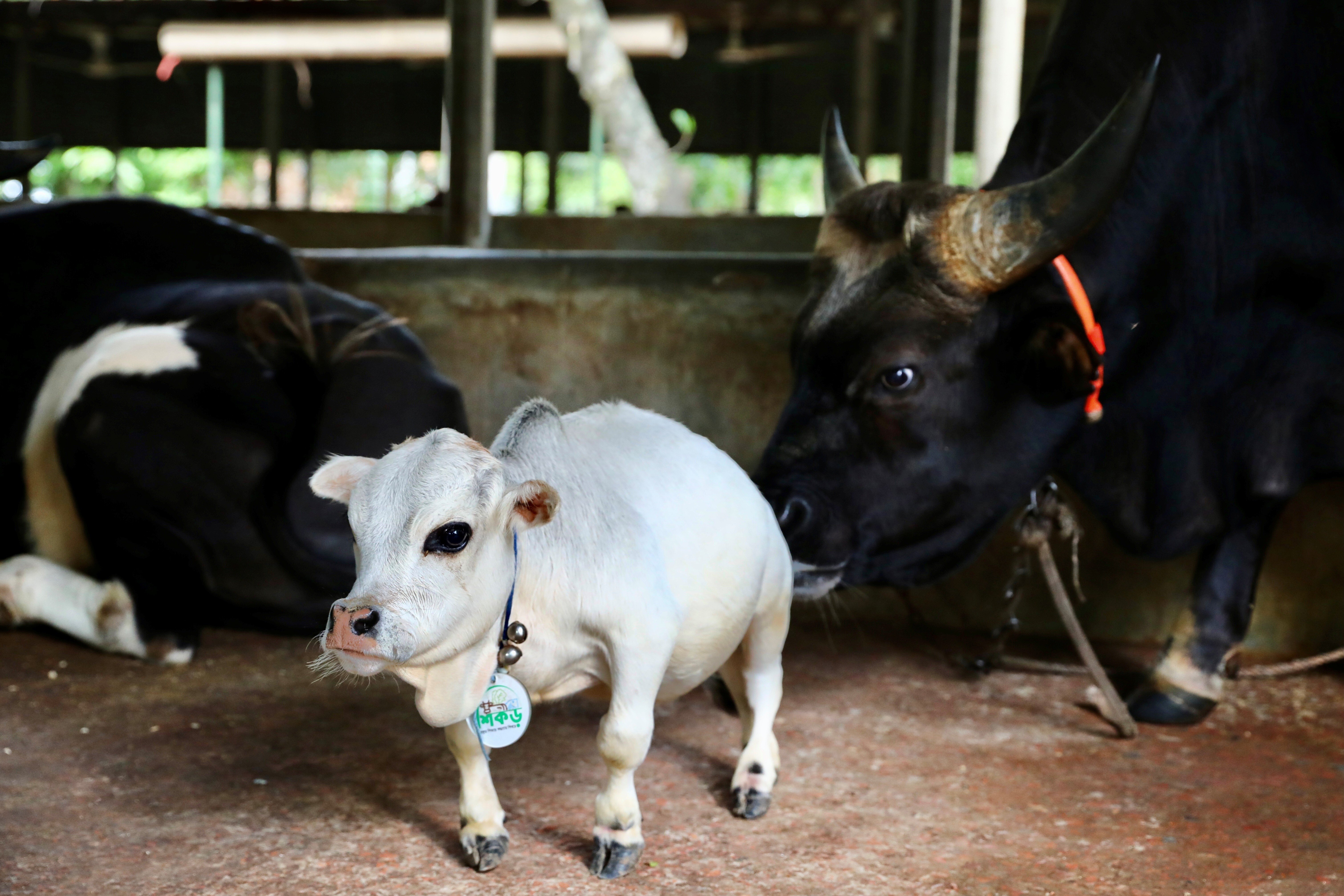 Meet Rani – at just 20 inches tall, she could be the world's smallest cow |  South China Morning Post