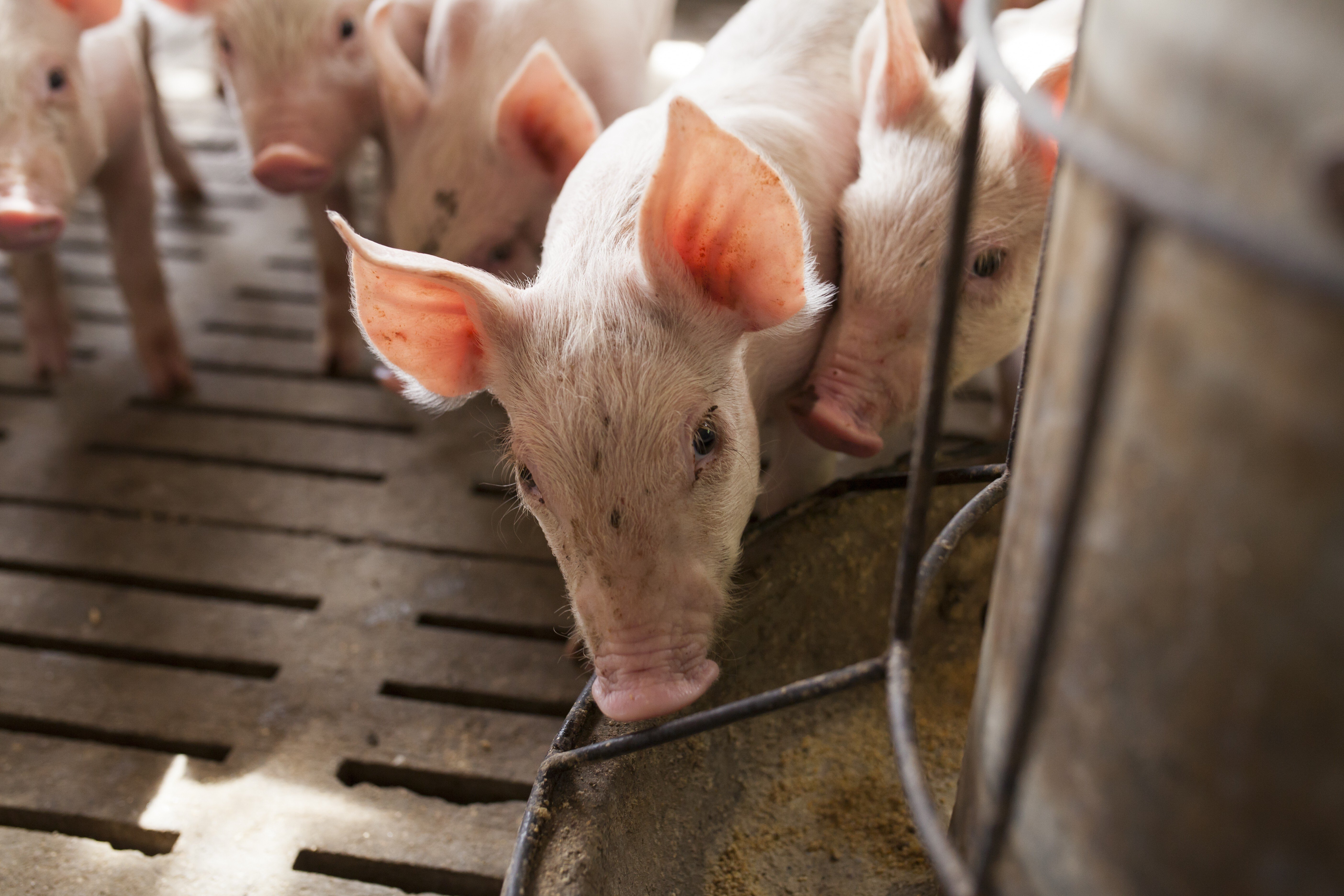 Many of China’s small pig farmers are struggling to survive due to the pork price volatility that followed African swine fever. Photo: Shutterstock