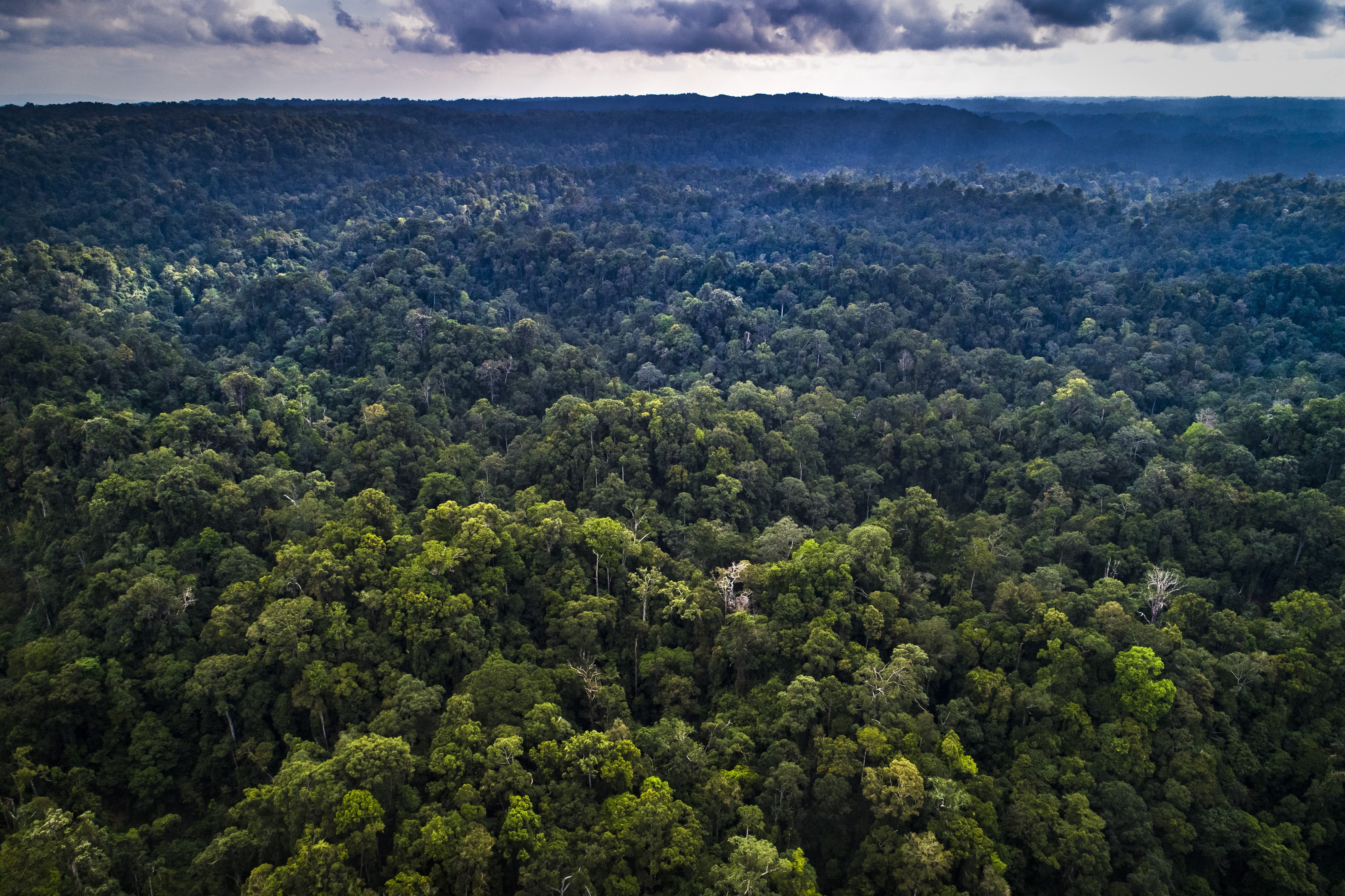 Aerial views of forest used for logging in Berau, East Kalimantan, Indonesia in 2019. Photo: Rainforest Action Network.