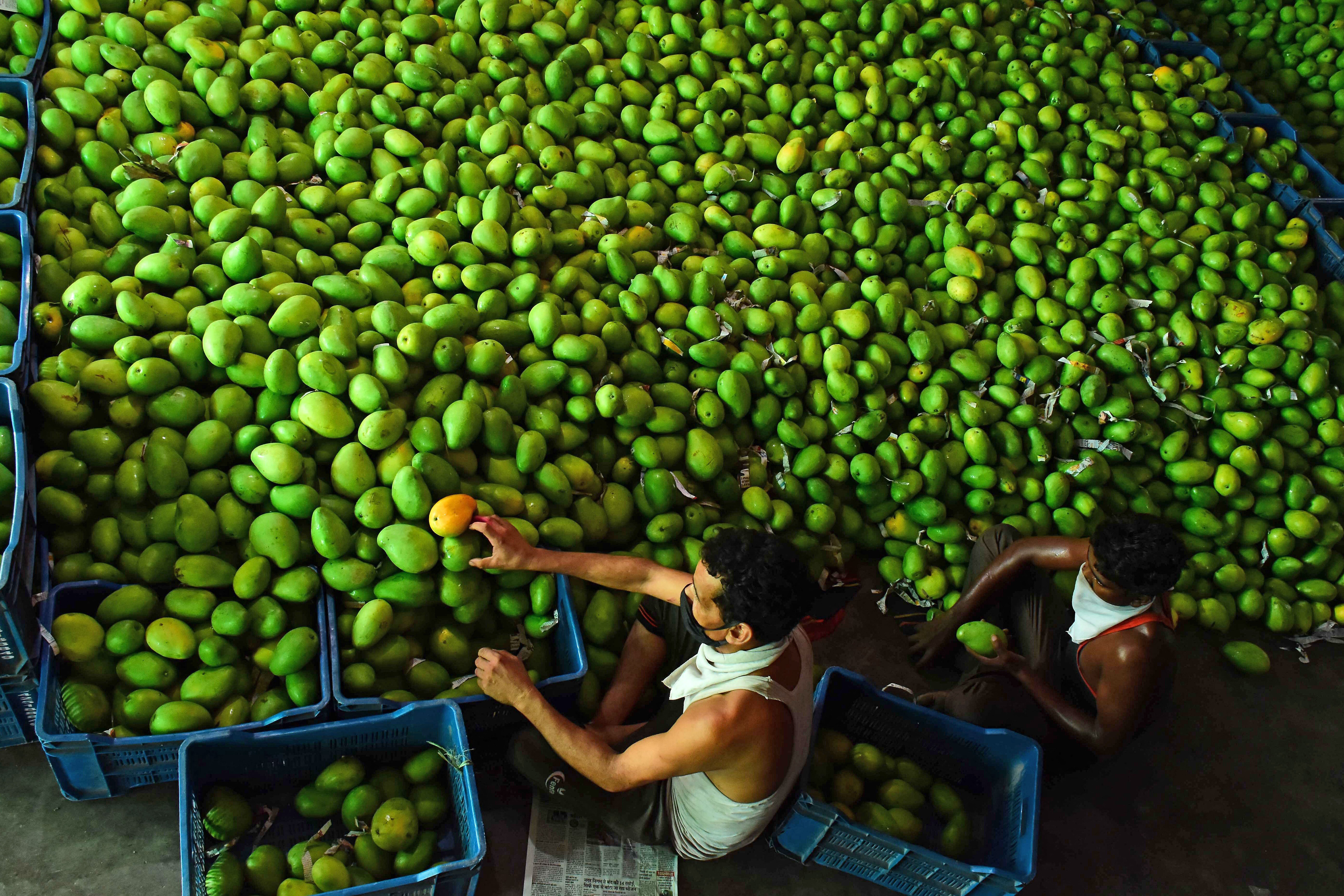Vendors arrange mangoes at a fruit market in Jabalpur, Madhya Pradesh, last June. Photo: AFP