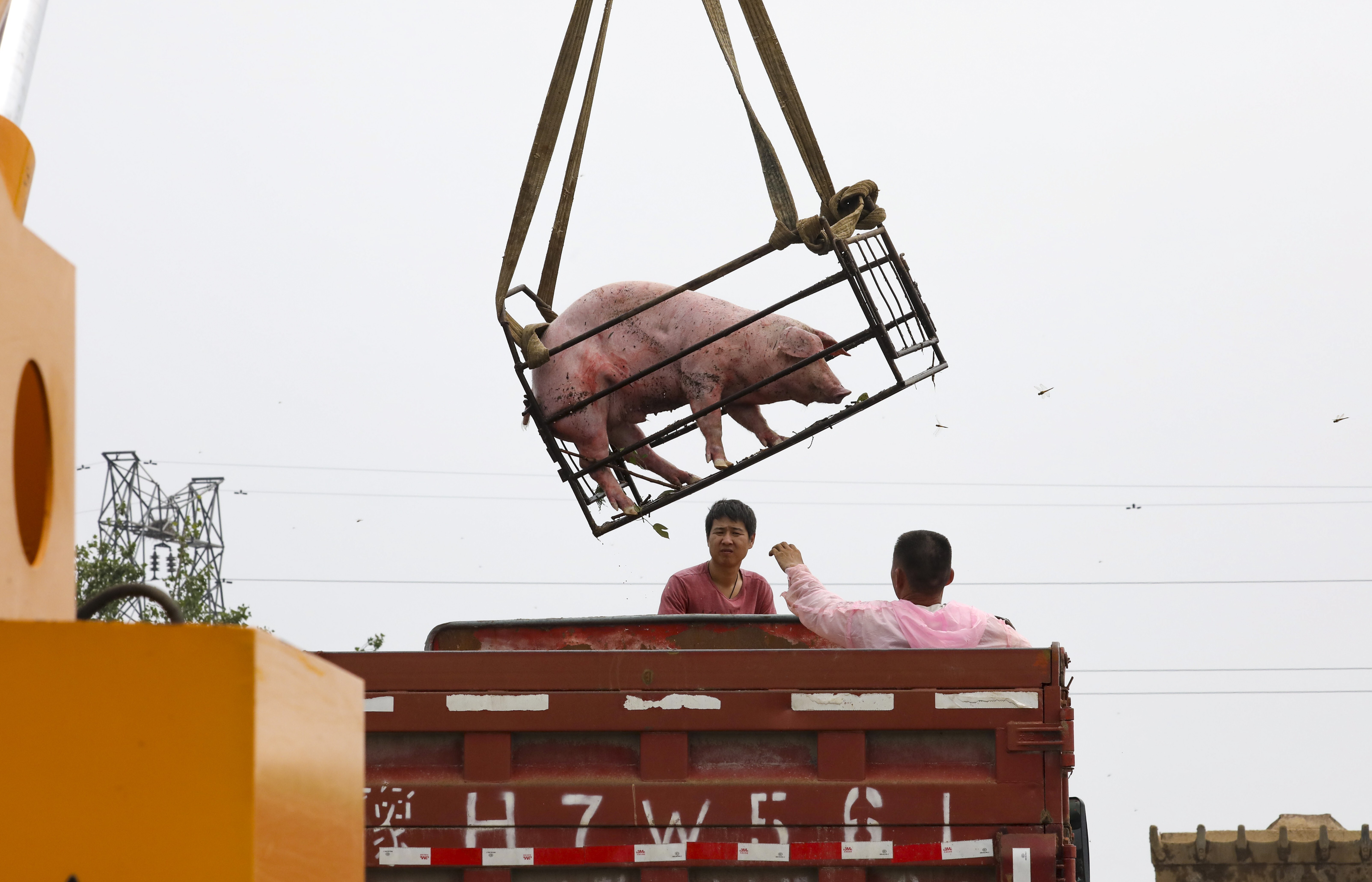 Farmers were forced to think of creative ways to rescue pigs caught in the floods in China’s Henan province. Photo: Simon Song
