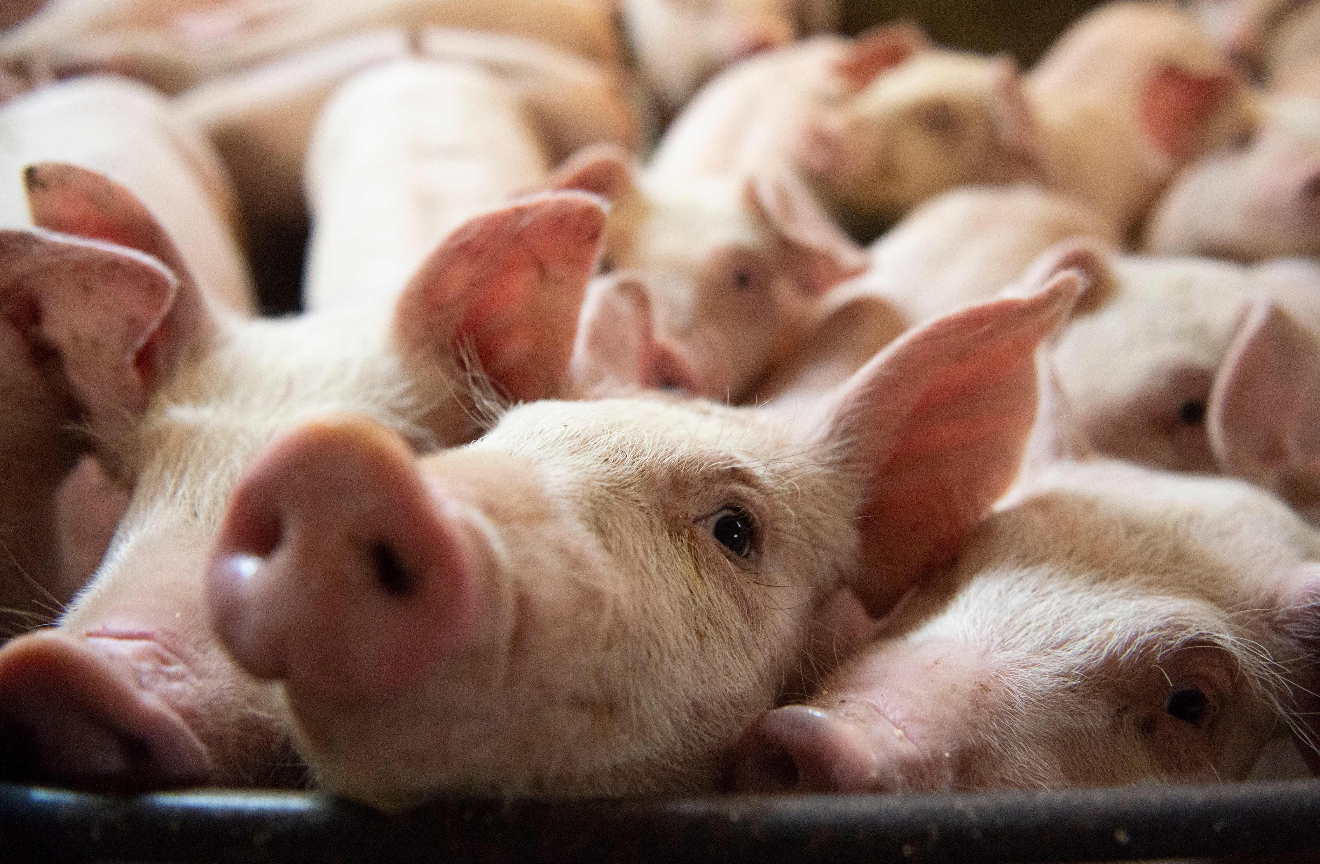 Lethal African swine fever, which sickens pigs much like Ebola kills humans, caused a dramatic outbreak in China in 2018, and within a year, roughly half the nation’s herd of more than 400 million pigs had been wiped out. Photo: AFP