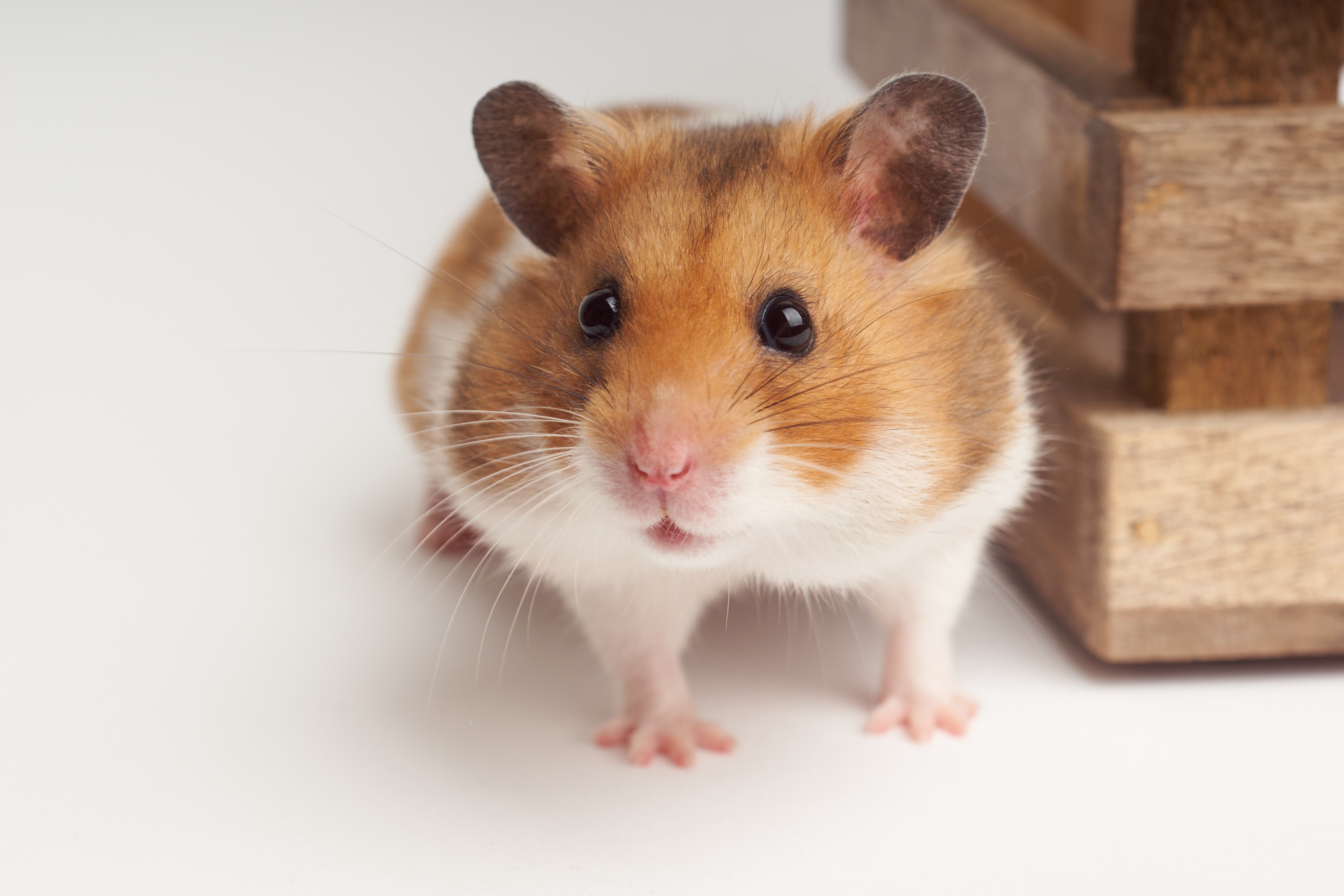 Are Hamsters a 'Good Pet'?