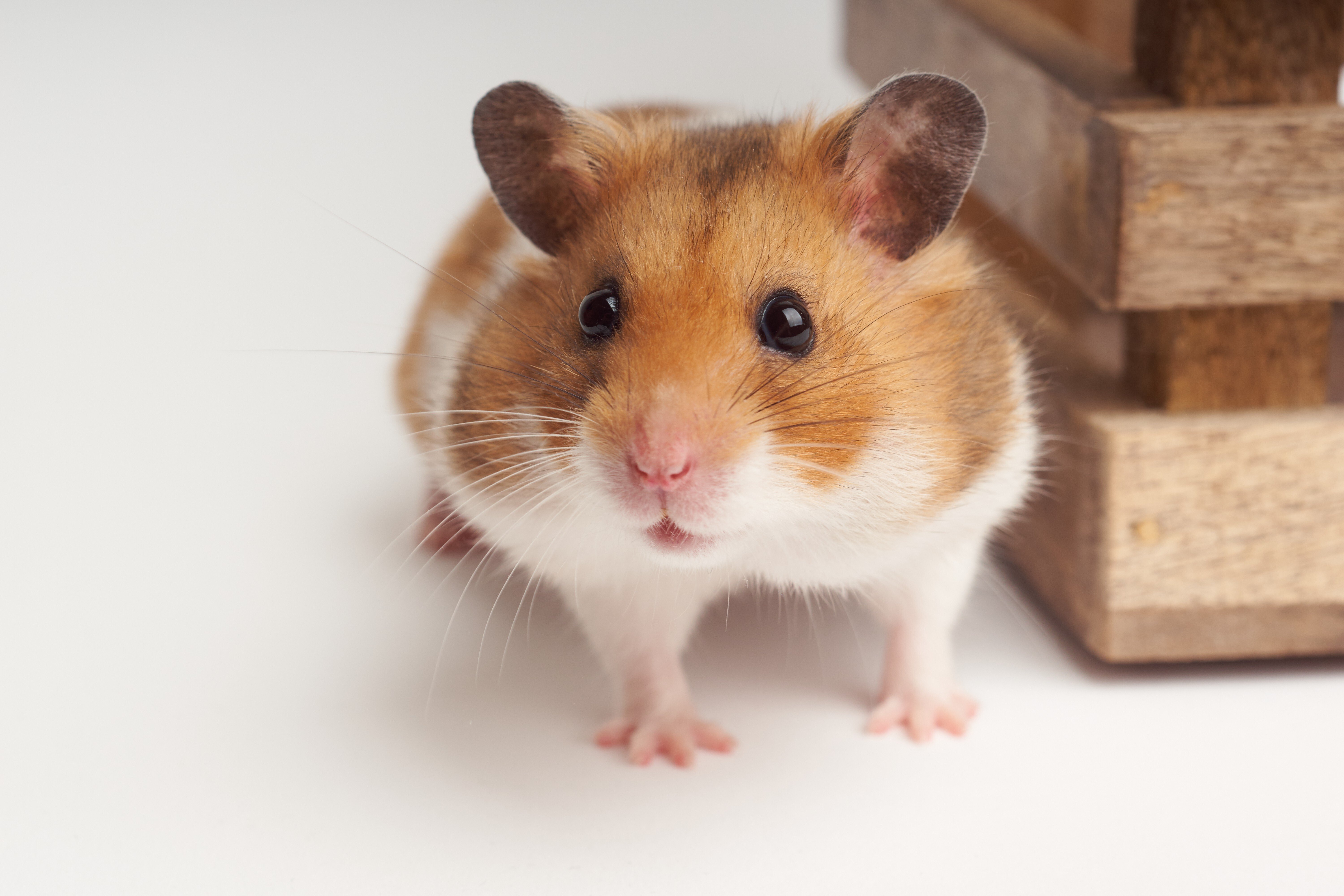 How To Tell How Old Your Hamster Is • Hamster Home