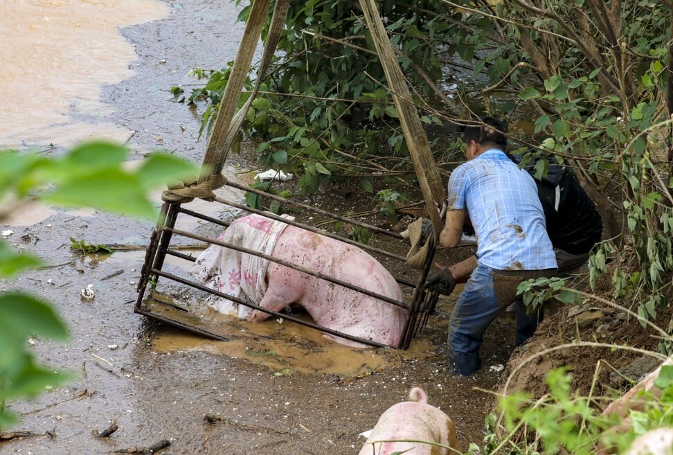 Farmers rescuing hogs from a flooded farm in Weihui village near Xinxiang city in Henan province on July 23, 2021. Photo: Simon Song