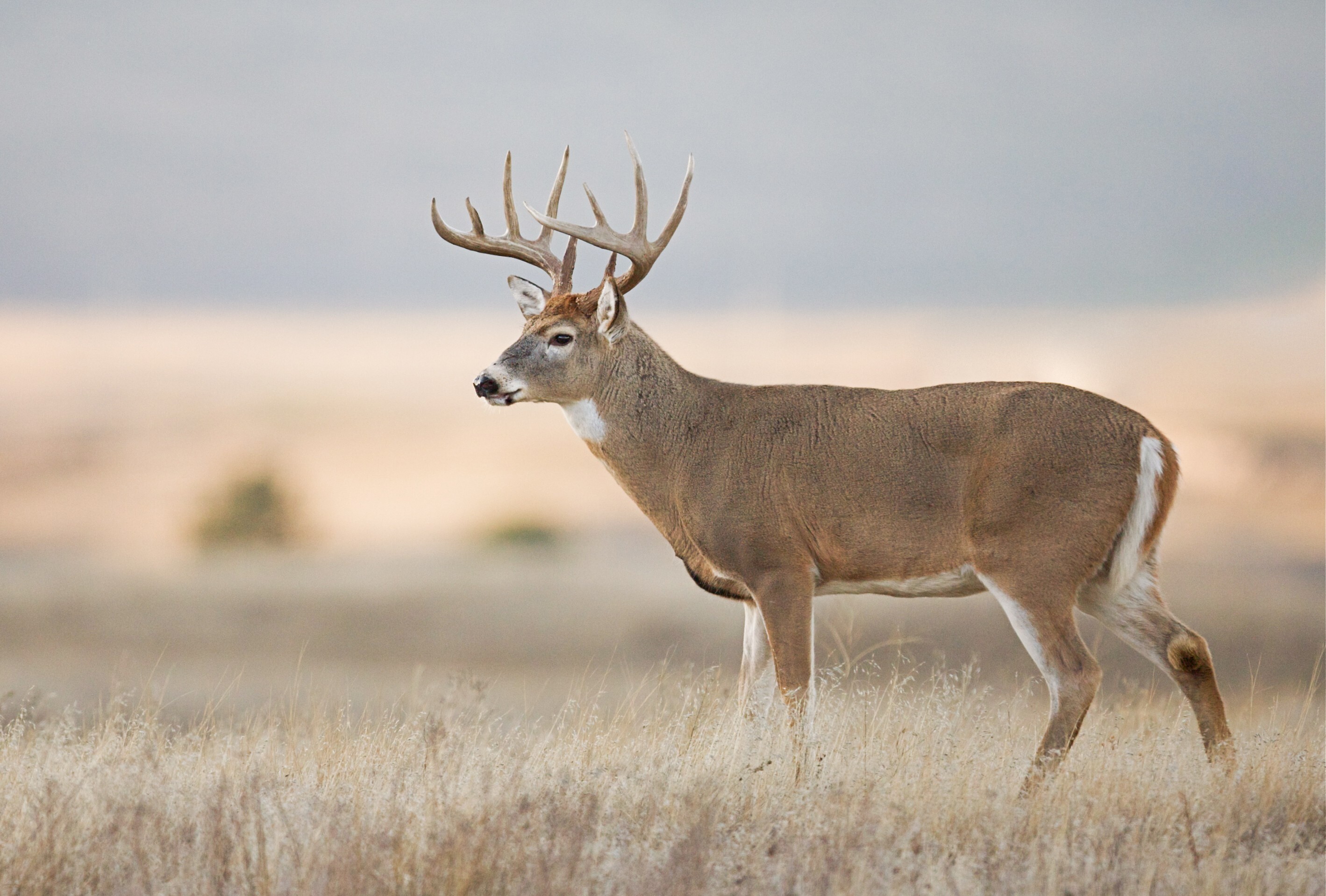 Coronavirus: US scientists suggest another animal link in tests on deer  samples | South China Morning Post