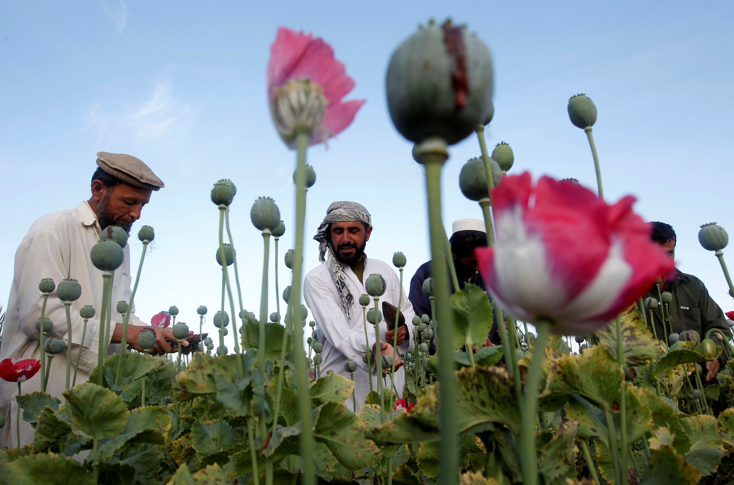 Afghan farmers work at a poppy field in Jalalabad province, Afghanistan. Photo: Reuters