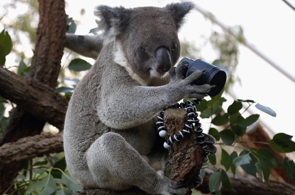 A koala looks at a ‘selfie camera’ in its enclosure at Wild Life Sydney Zoo. File photo: Reuters