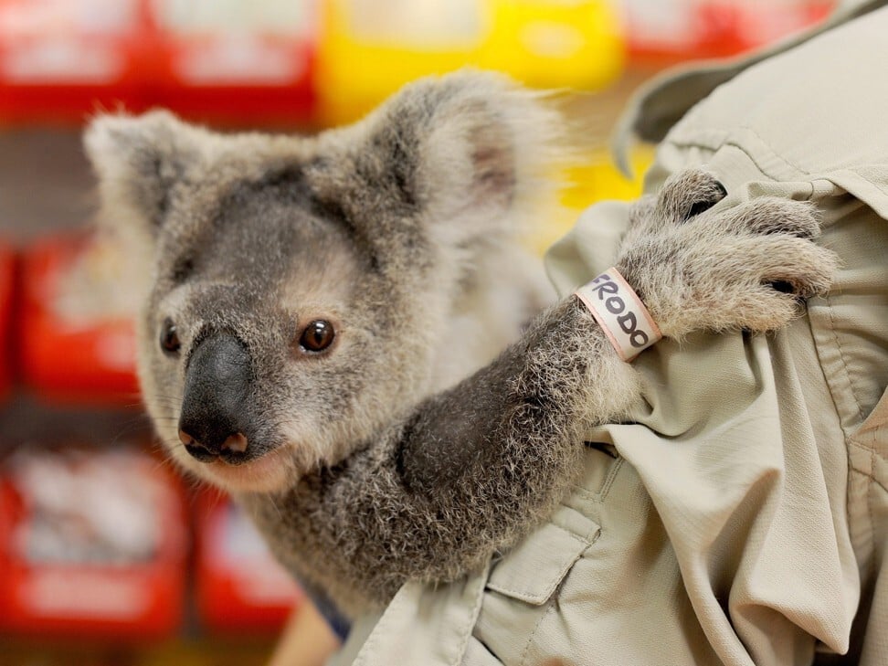 A female joey koala at Australia Zoo in Queensland. File photo: EPA