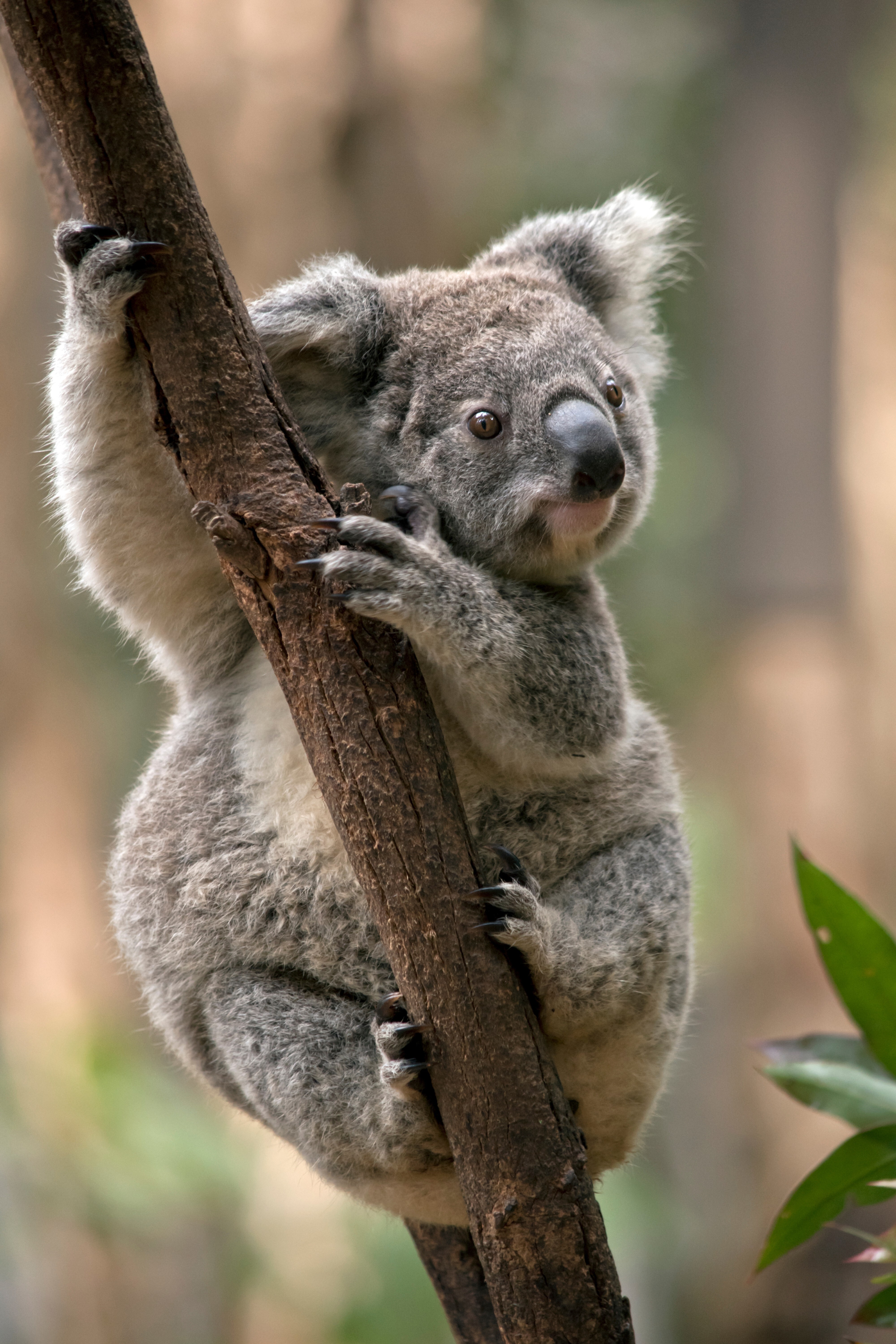 Koalas on Australia’s east coast face an endangered listing. Photo: Shutterstock