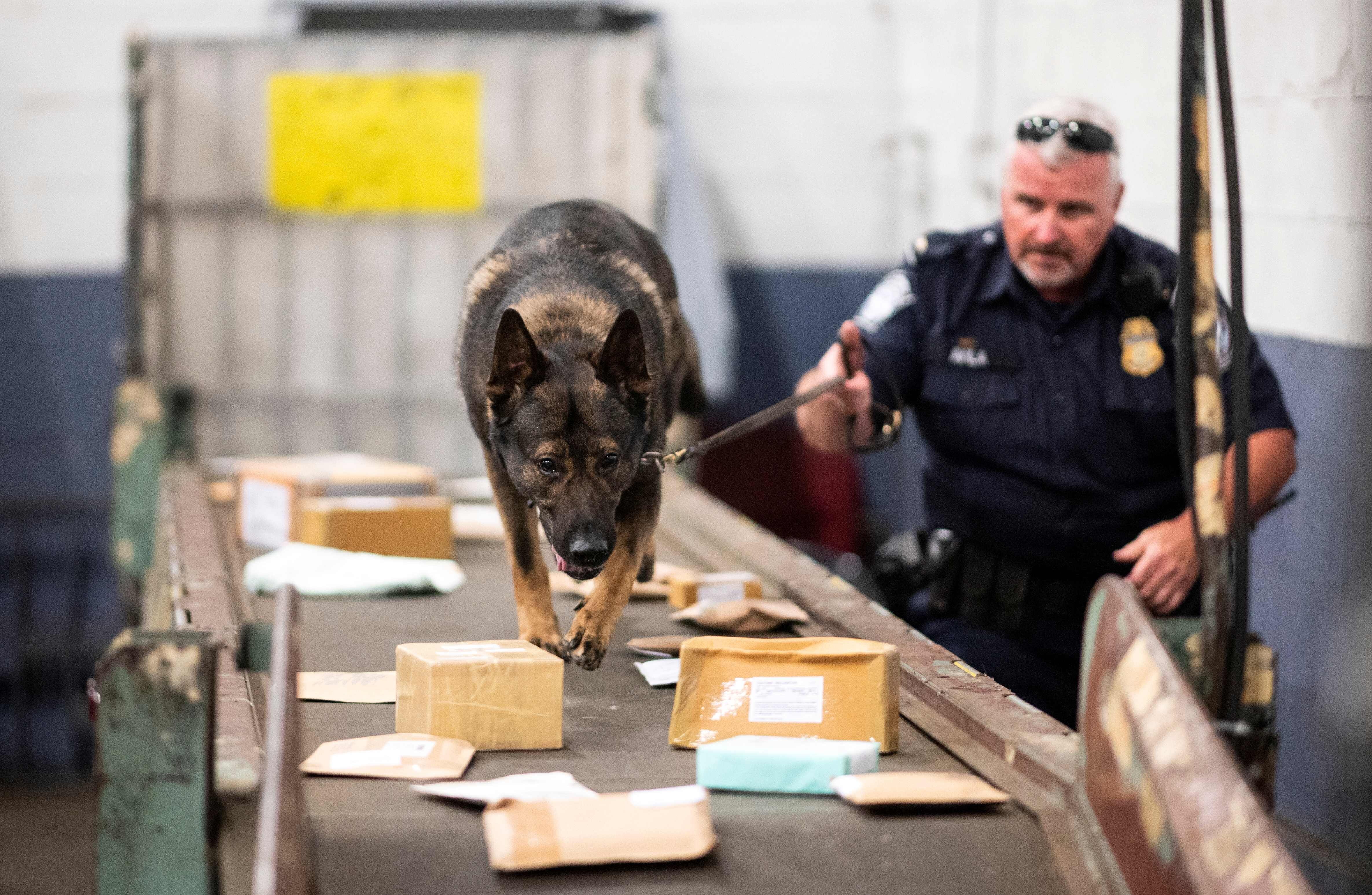 An officer from Customs and Border Protection working with a dog to check parcels for fentanyl at John F Kennedy Airport in New York in 2019. Photo: AFP