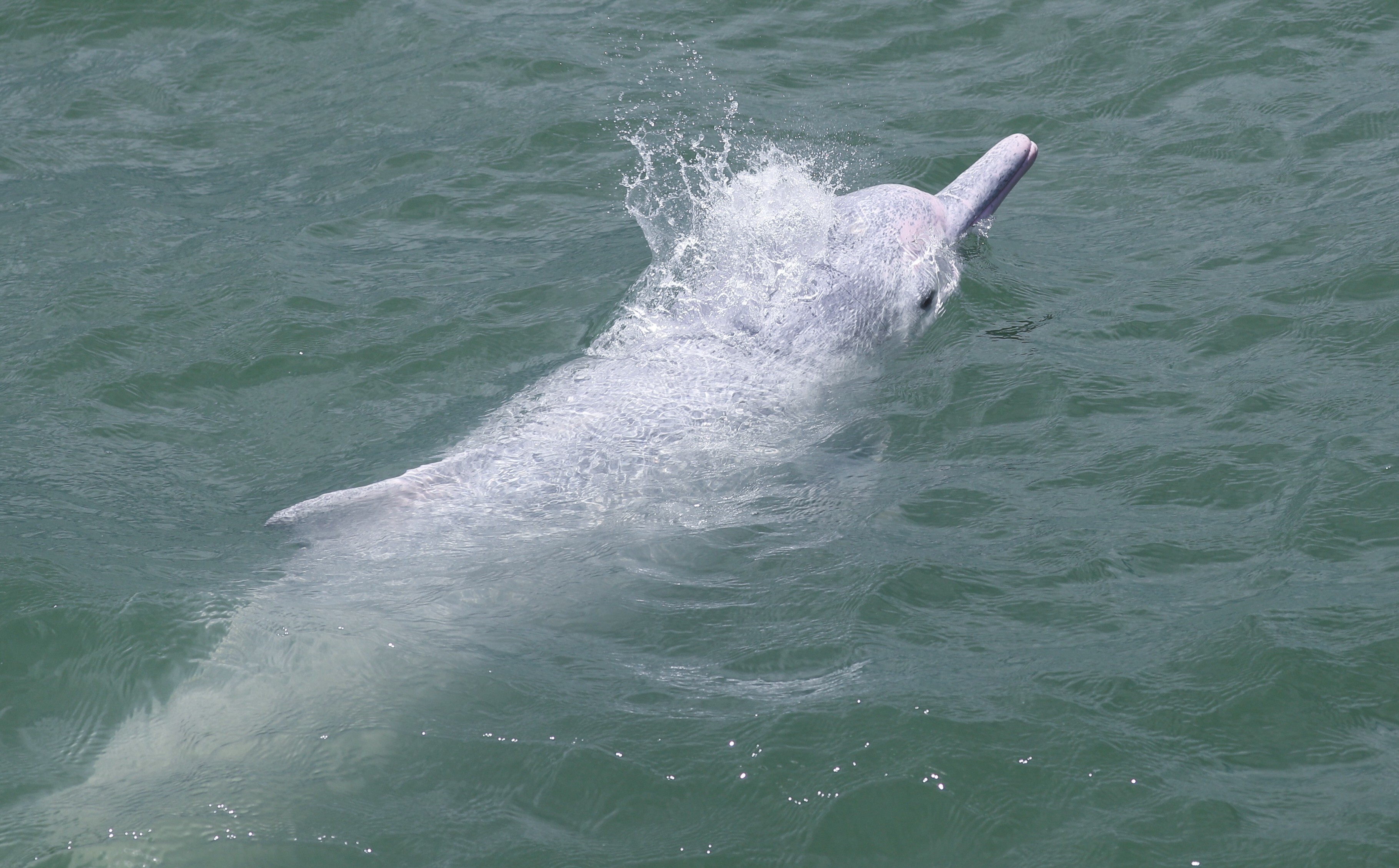 Fresh concerns have been raised over the survival of the Chinese white dolphin in Hong Kong’s waters. Photo: Sam Tsang