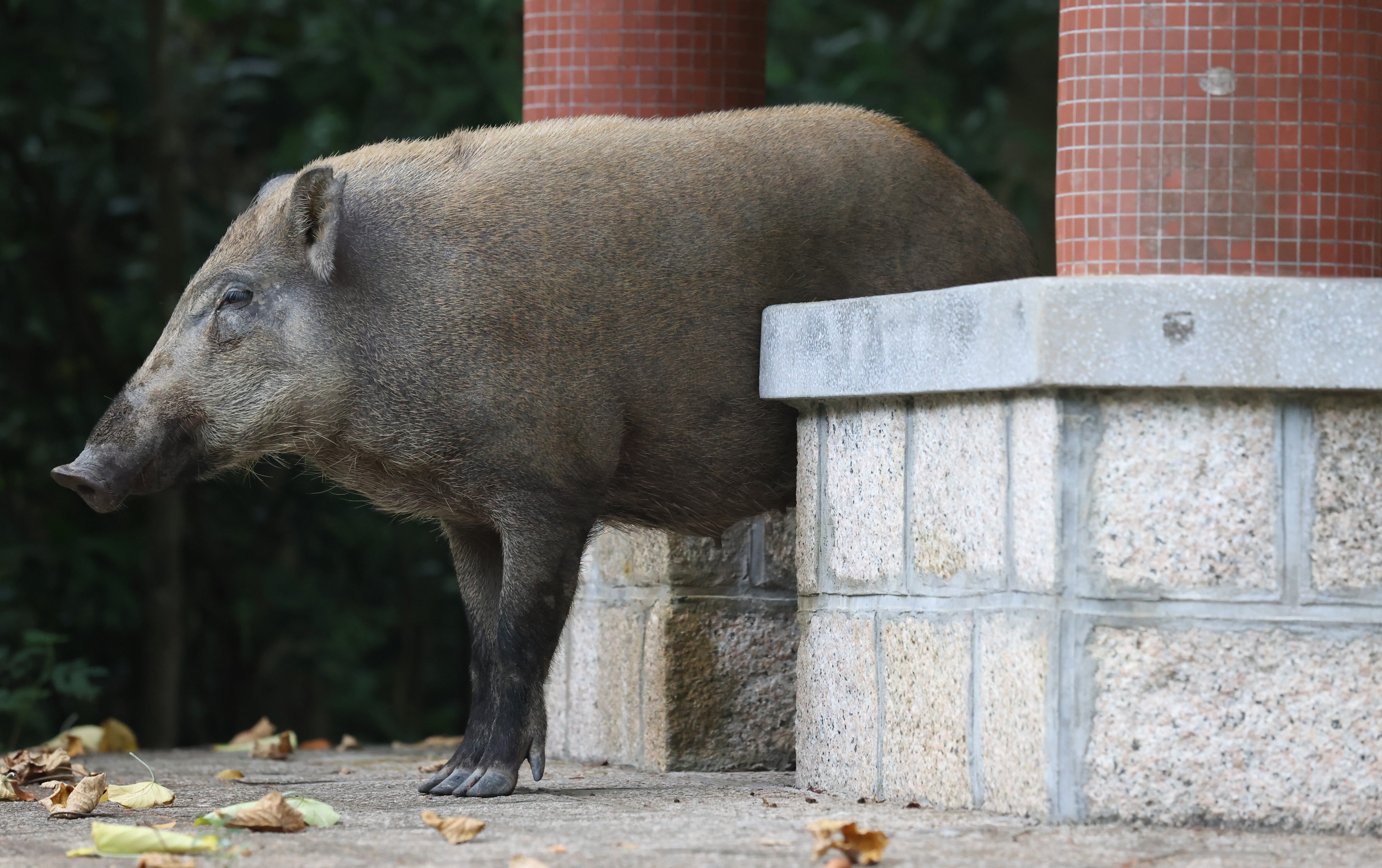 Wild boars are a common sight in Hong Kong. Photo: Nora Tam