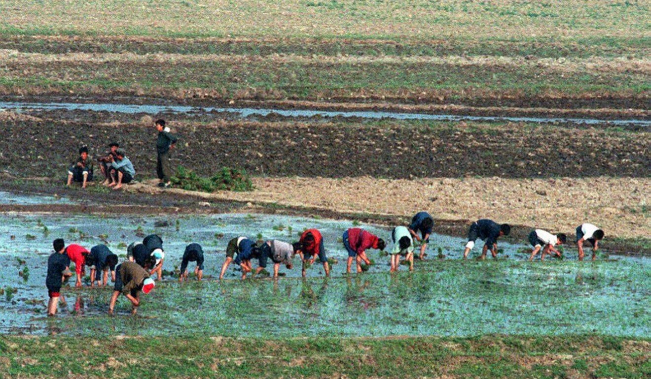 North Korean farmers work in a paddy field on the outskirts of Pyongyang during the famine in the mid-1990s. Photo: AFP