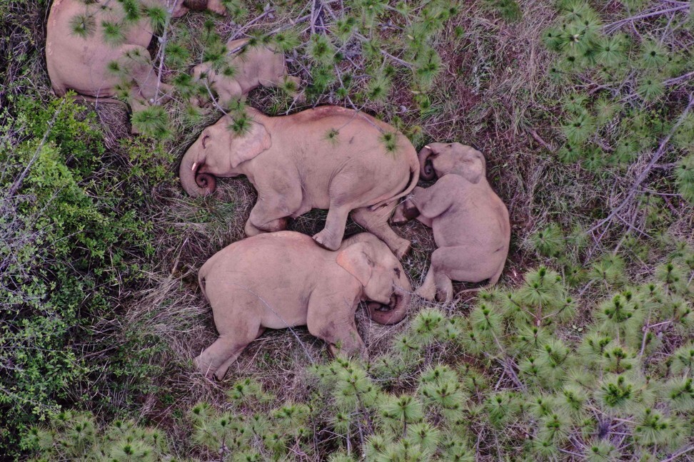 This aerial picture taken on June 24, 2021 and released by the Yunnan Forest Brigade shows the migrating herd sleeping. Photo: AFP