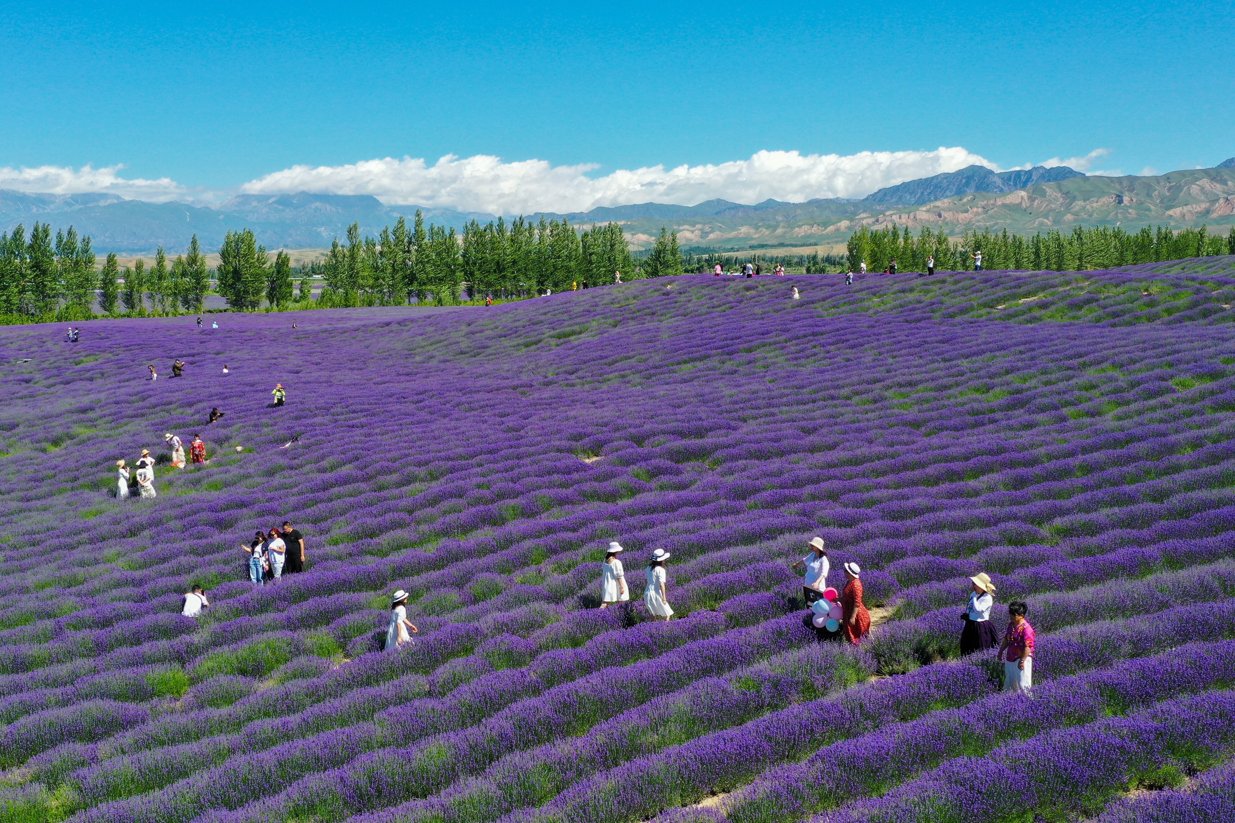 Chinese state media plays up Xinjiang’s natural beauty, including its flower-covered prairies, making the region a draw for domestic tourists. Photo: Xinhua