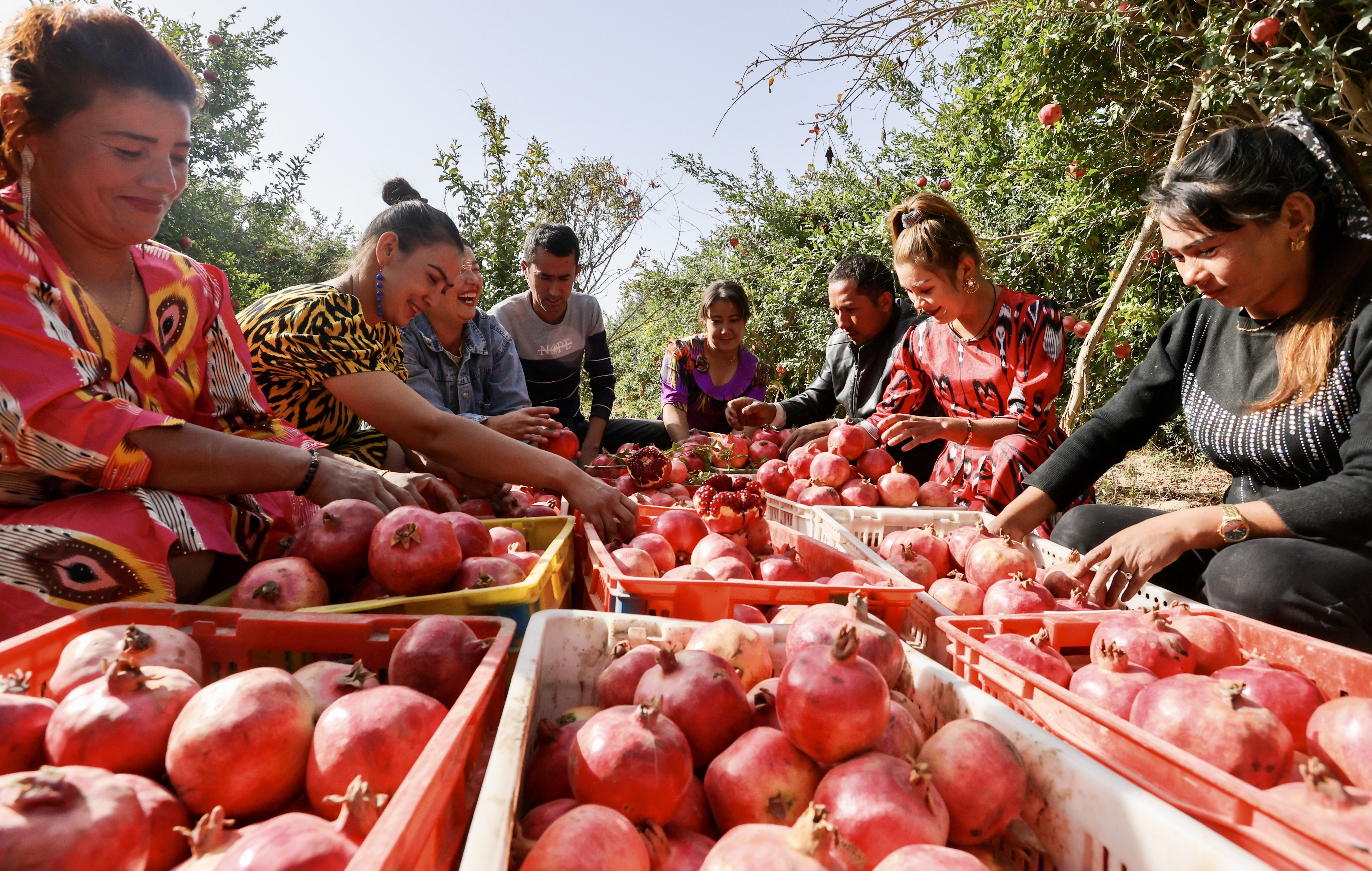 The US has announced sweeping bans on all imports of cotton and tomatoes from Xinjiang, the region’s two major export cash crops. Photo: Xinhua