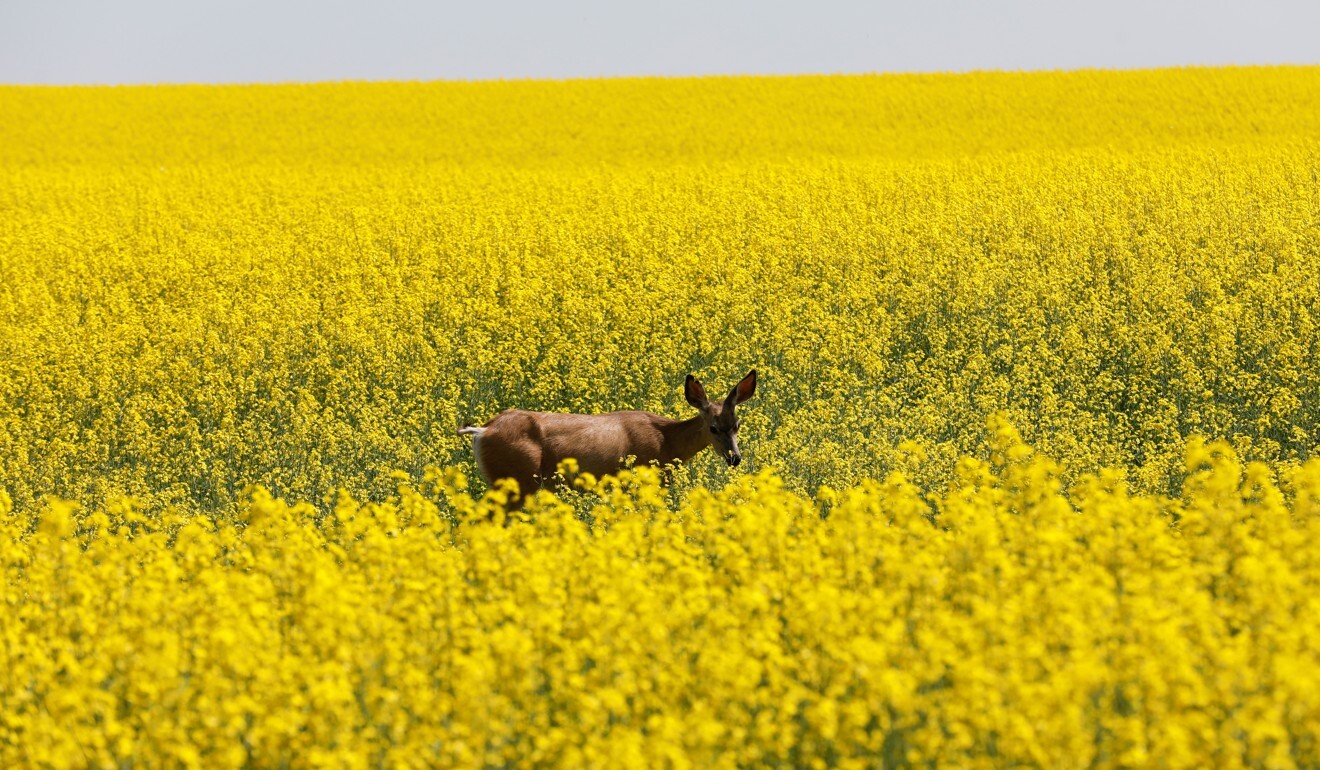 U.S. sees spike in contaminated Australian meat shipments - documents -  Agweek