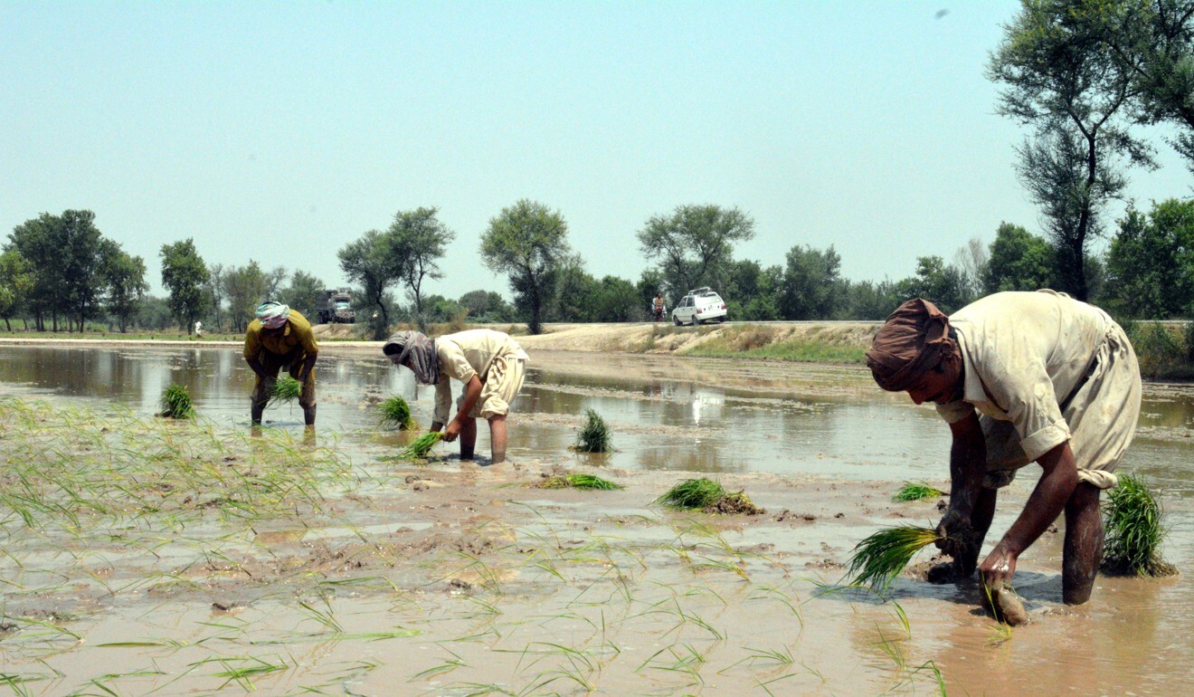 Melioidosis, also known as Whitmore’s disease, is sometimes found in people who work in paddy fields. Photo: EPA