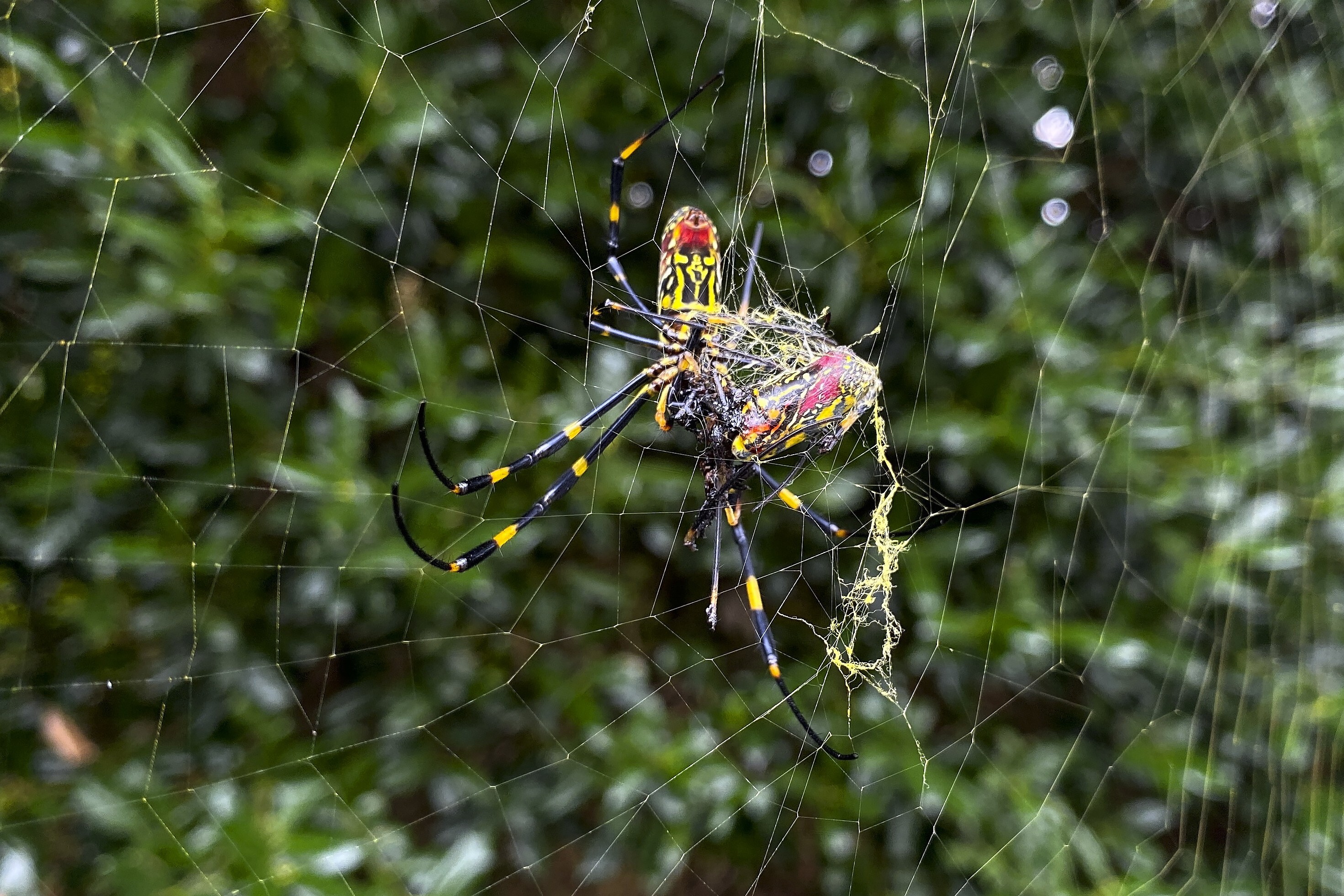 Cobwebs blanket Australian region as spiders flee floods