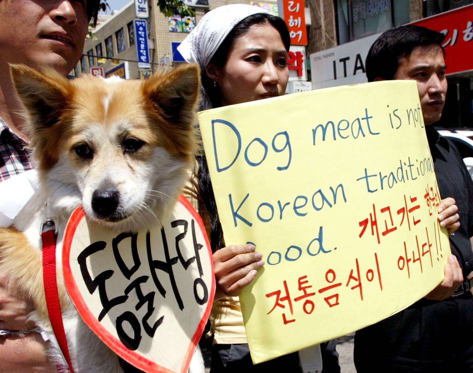 South Korea's 'superstitious' politician owns four dogs, says eating dog  meat isn't animal abuse | South China Morning Post