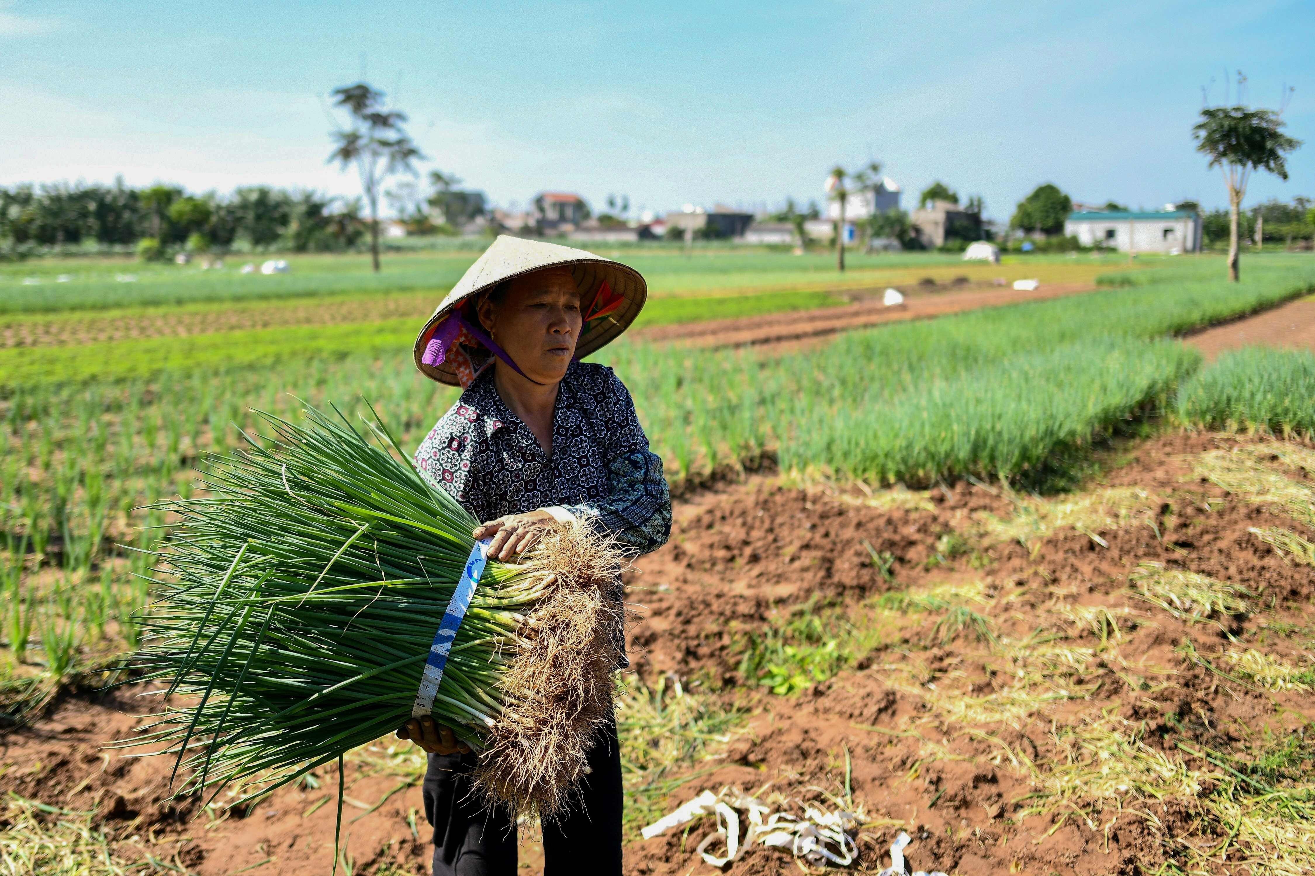 A Vietnam farmer harvests spring onions in Ha Nam province outside of Hanoi. File photo: AFP